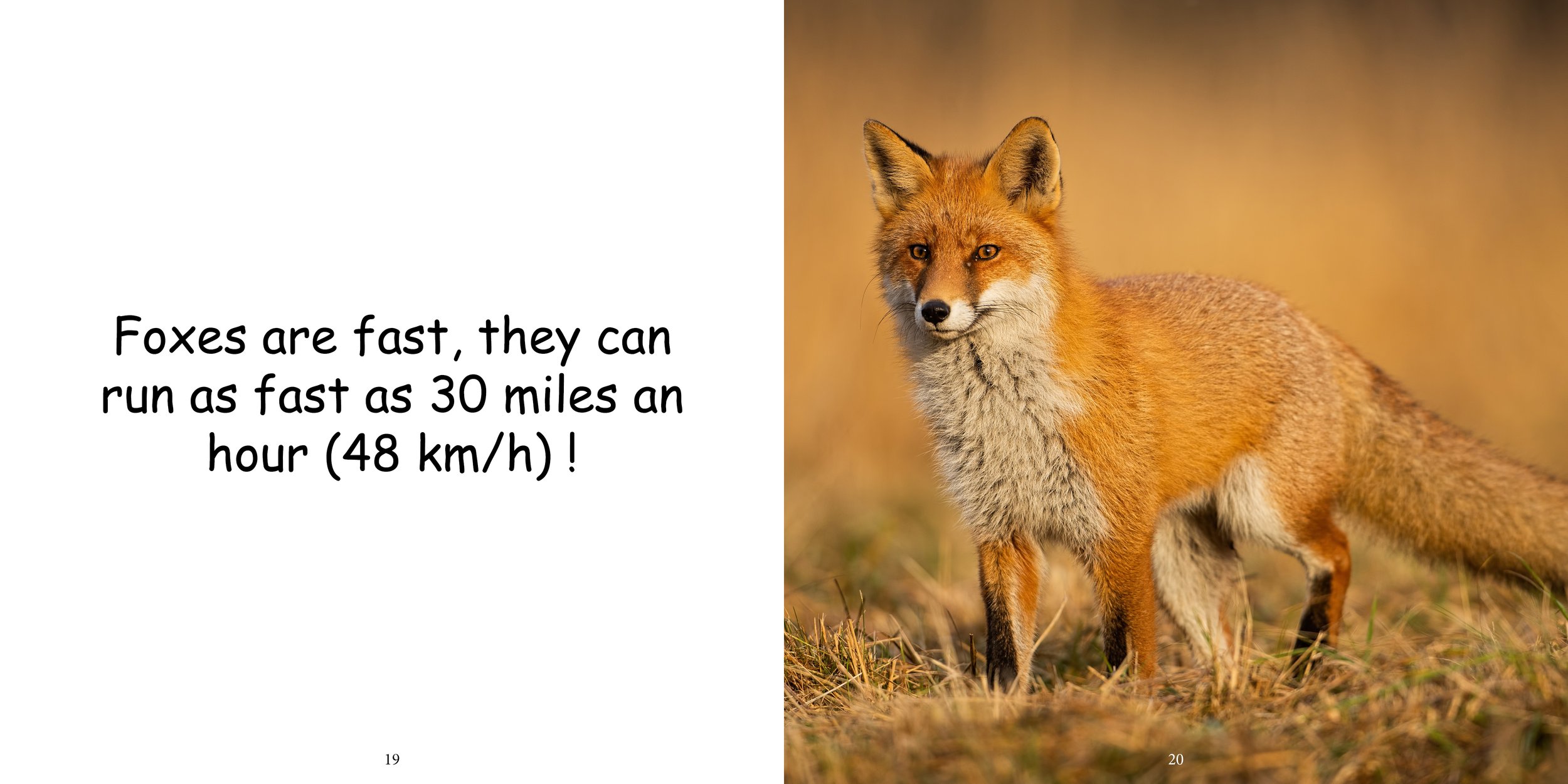 Everything about Foxes - Animal Series12.jpg