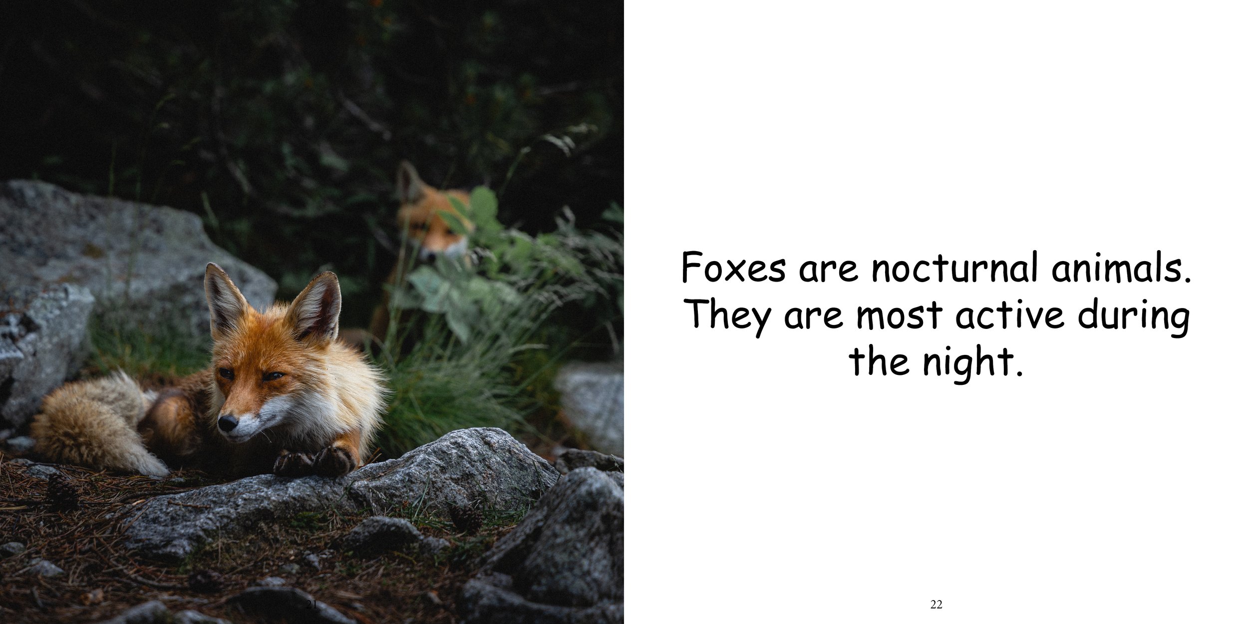 Everything about Foxes - Animal Series13.jpg