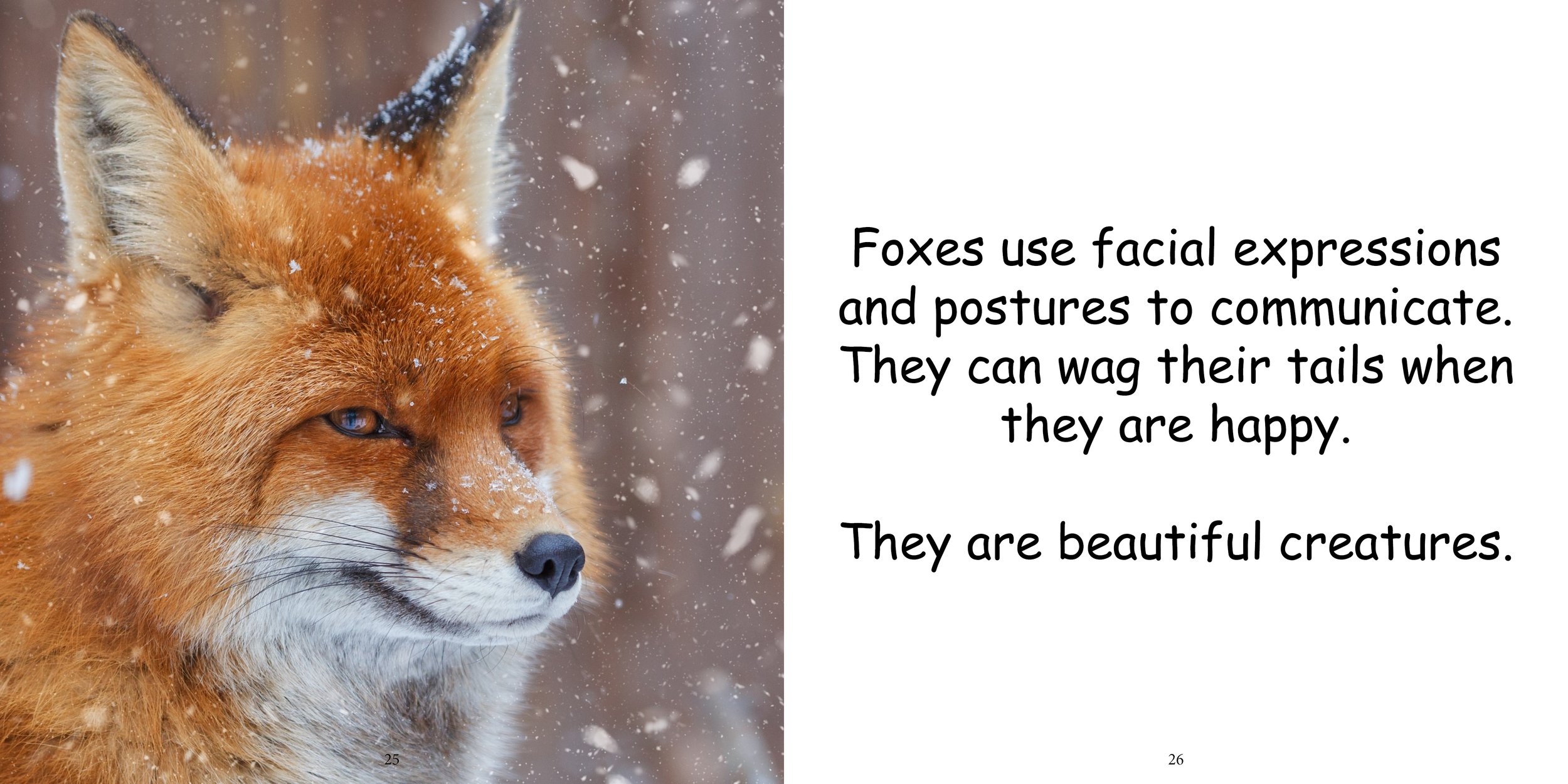 Everything about Foxes - Animal Series15.jpg