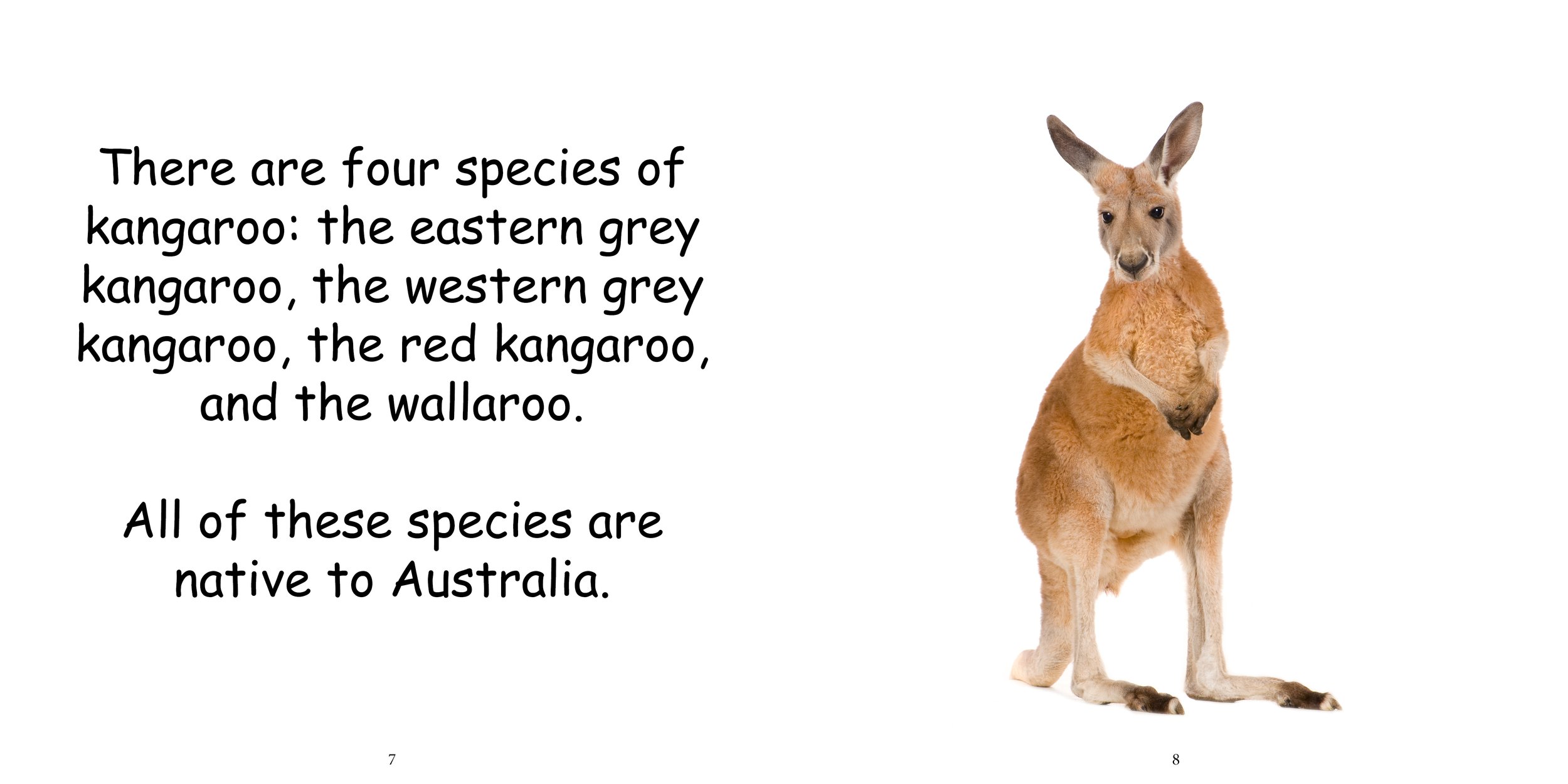 Everything about Kangaroos - Animal Series6.jpg