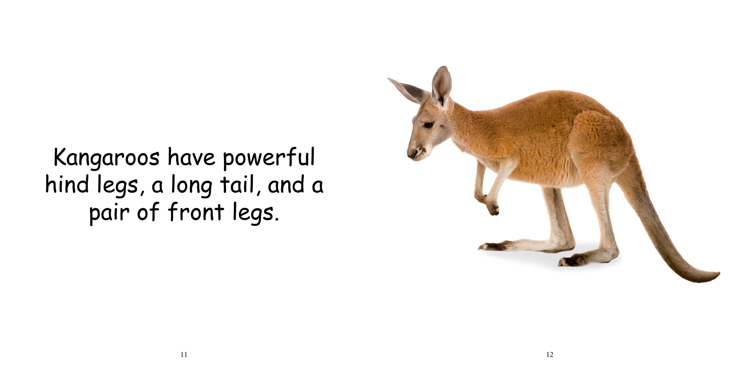Everything about Kangaroos - Animal Series8.jpg