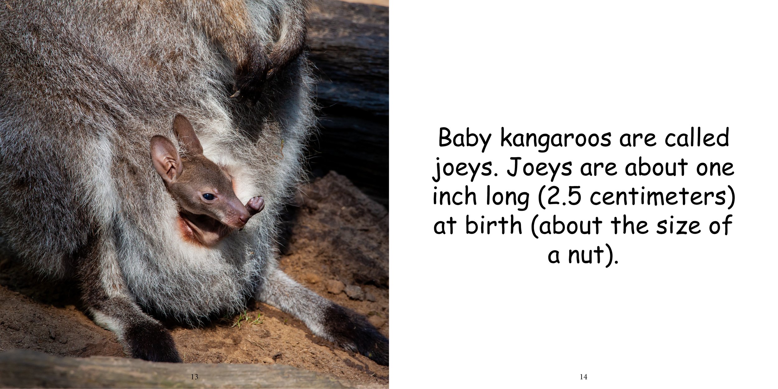 Everything about Kangaroos - Animal Series9.jpg