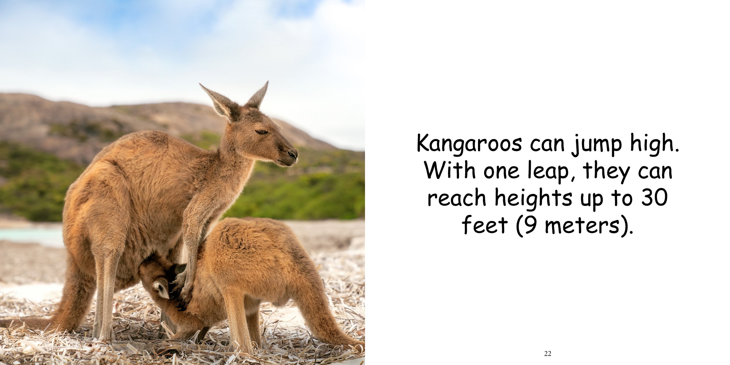 Everything about Kangaroos - Animal Series13.jpg