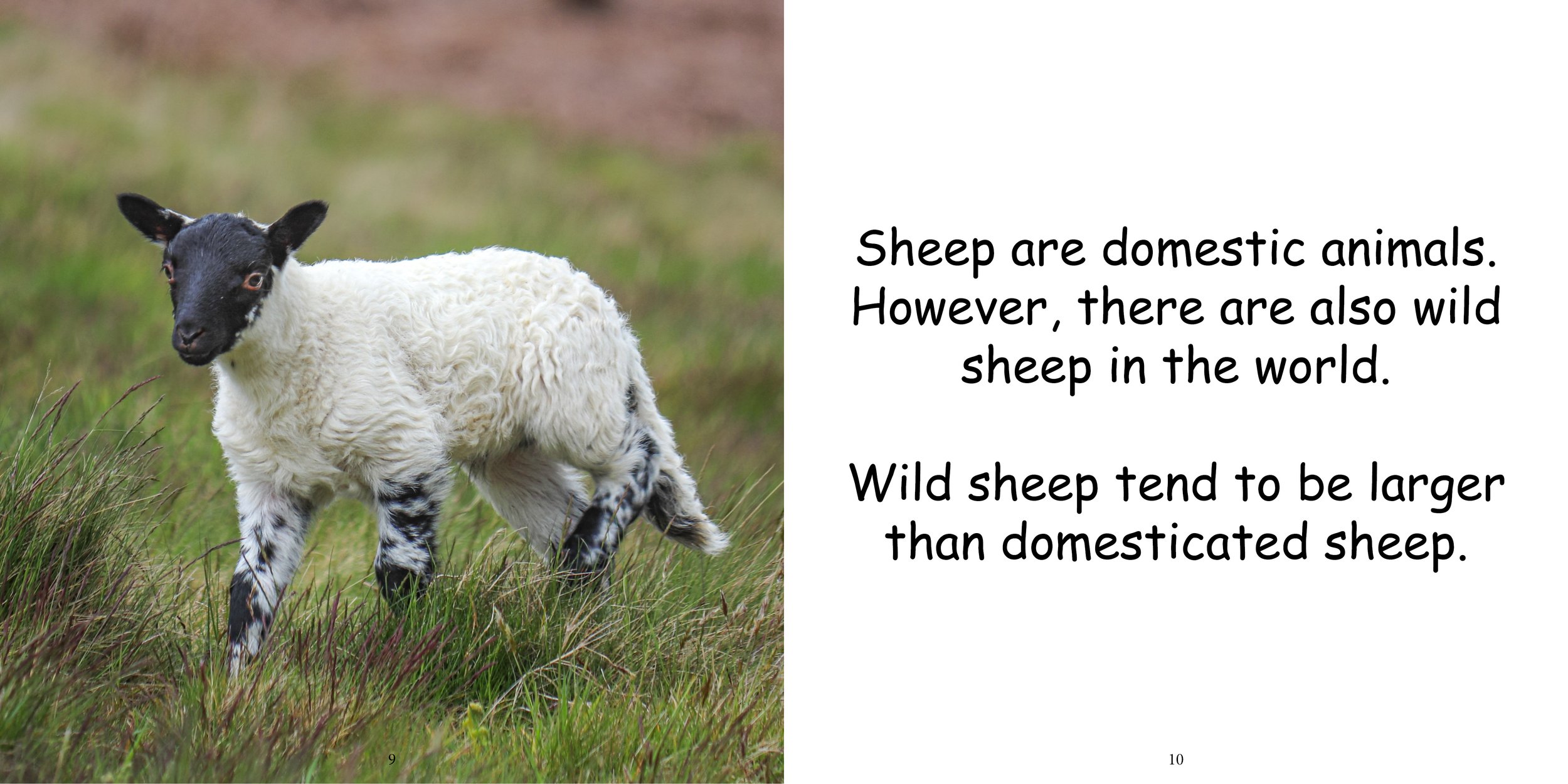 Everything about Sheep - Animal Series7.jpg