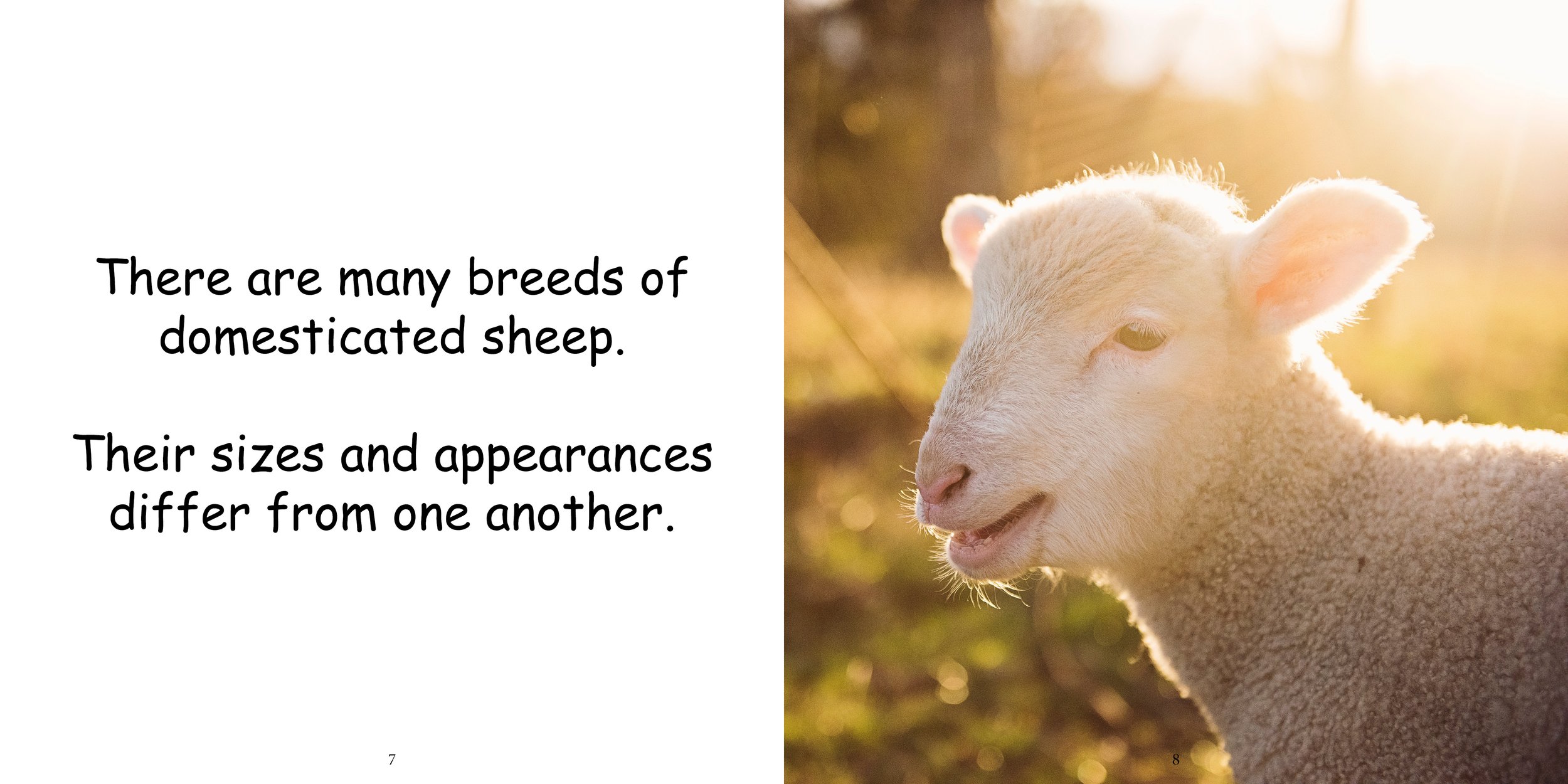 Everything about Sheep - Animal Series6.jpg