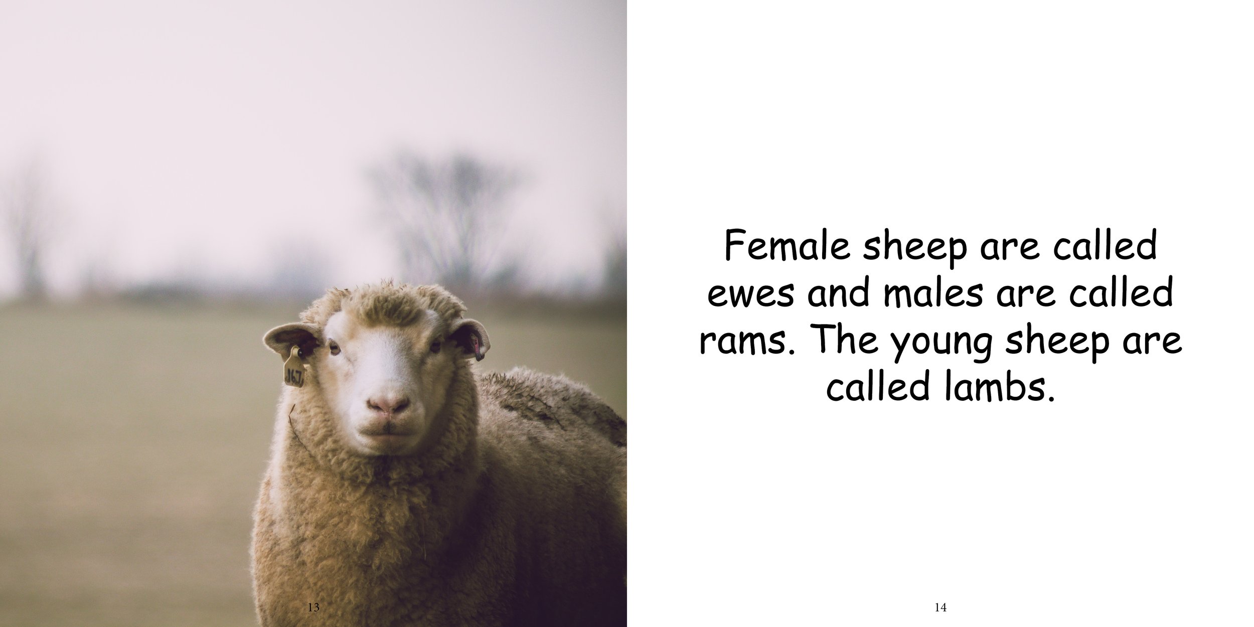 Everything about Sheep - Animal Series9.jpg
