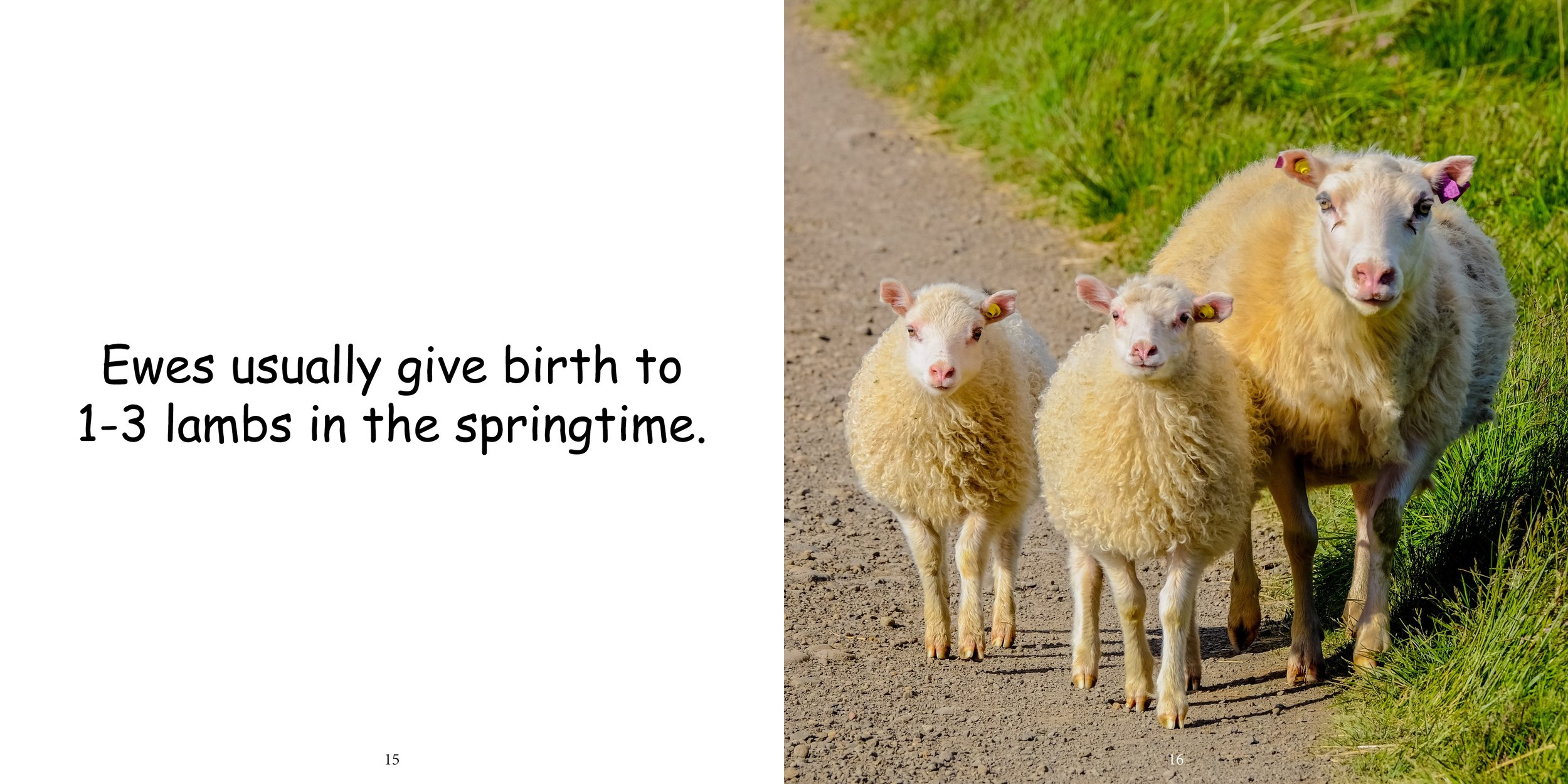 Everything about Sheep - Animal Series10.jpg