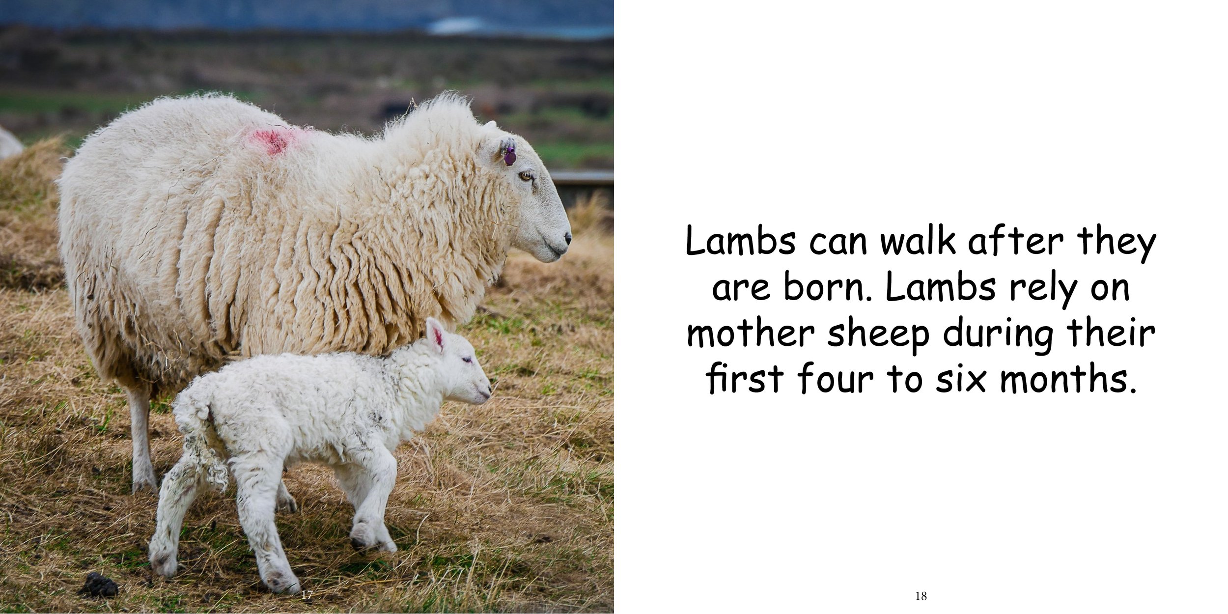 Everything about Sheep - Animal Series11.jpg