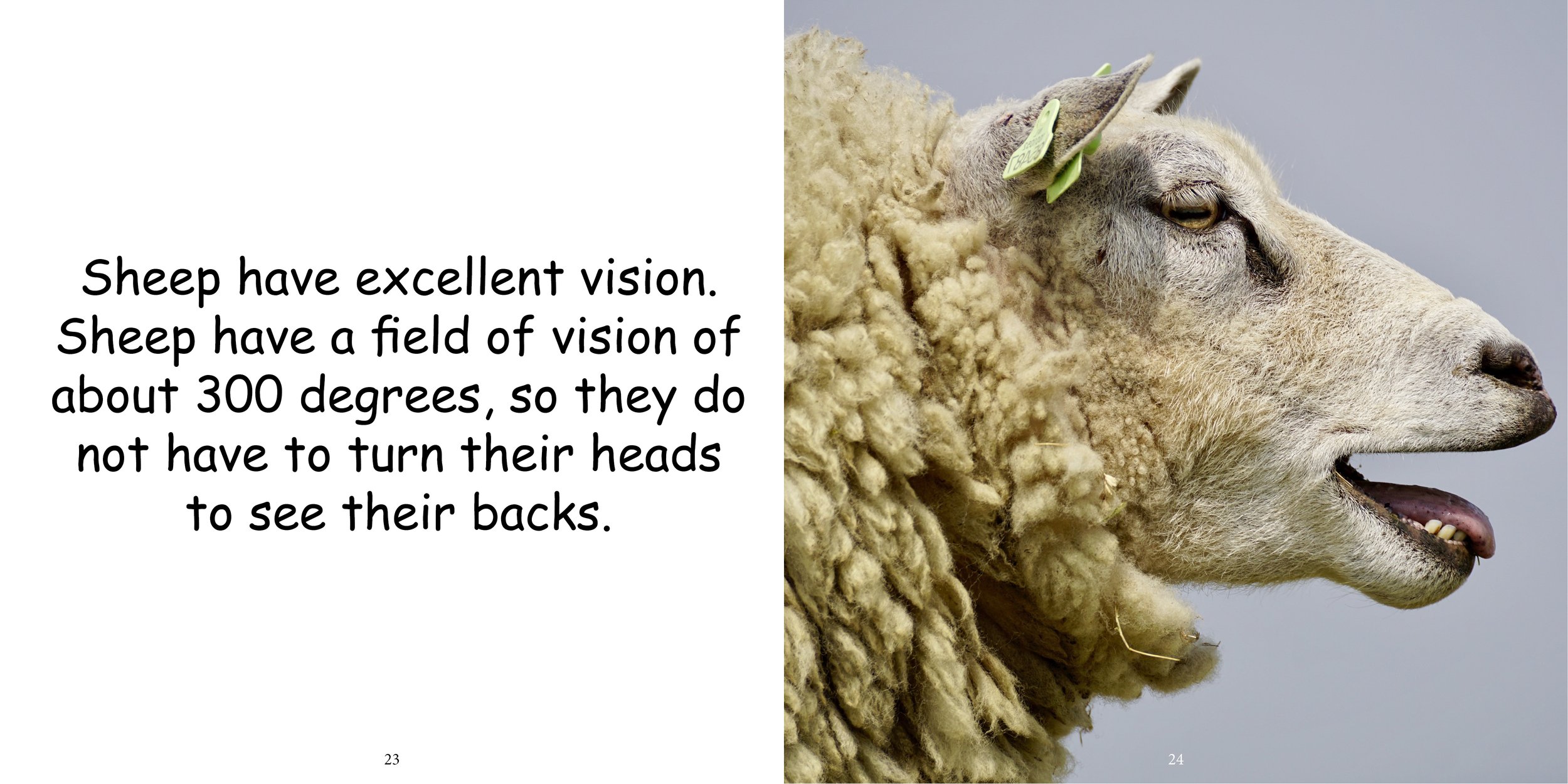 Everything about Sheep - Animal Series14.jpg