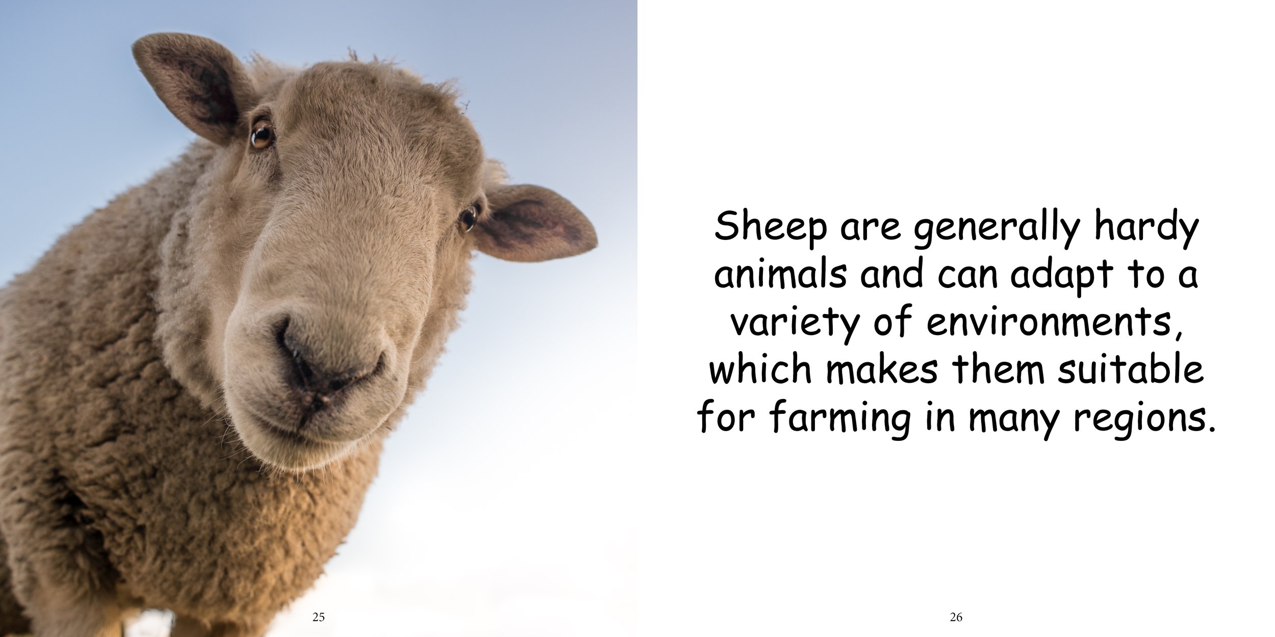 Everything about Sheep - Animal Series15.jpg