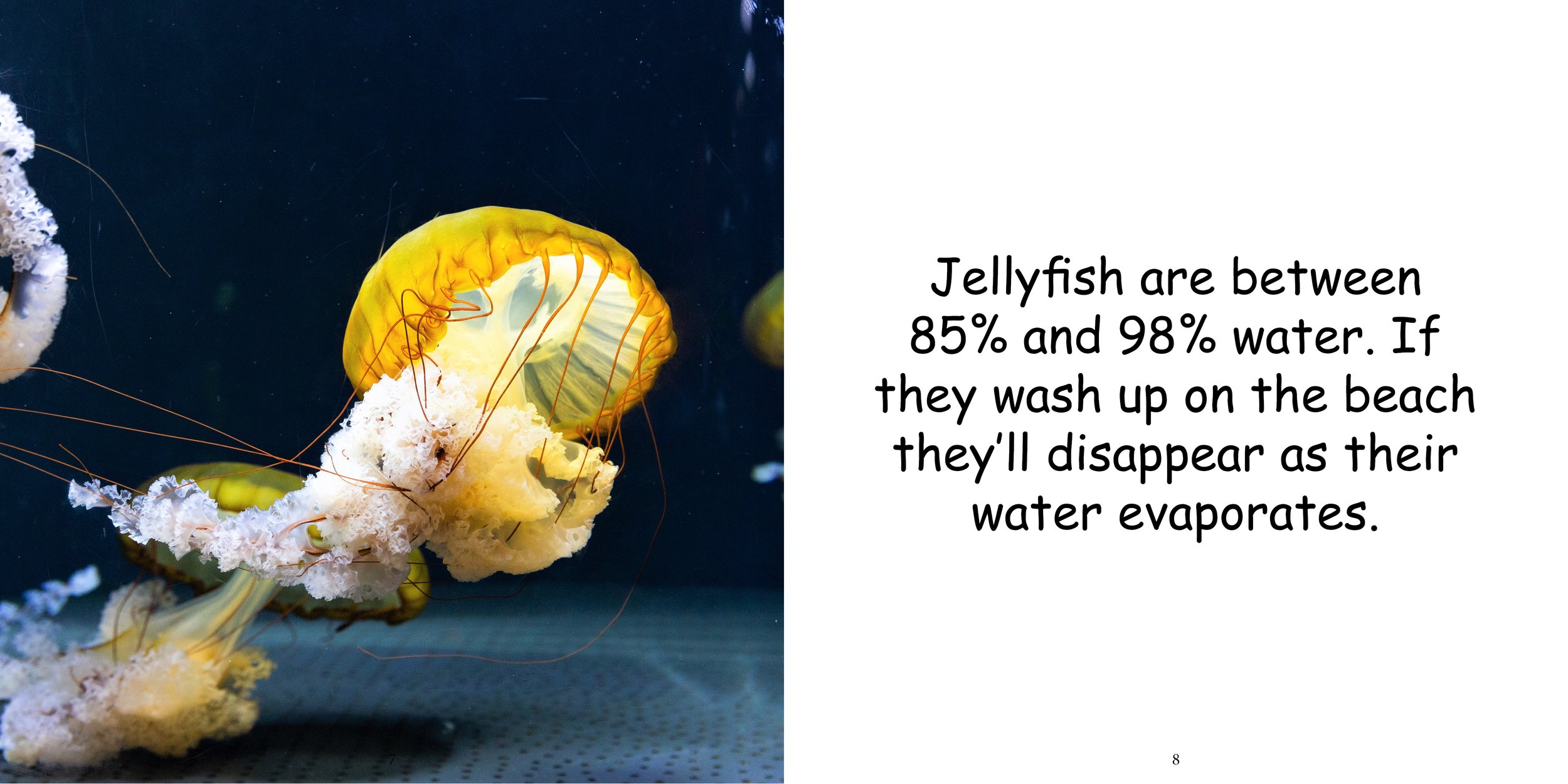 Everything about Jellyfishes - Animal Series8.jpg