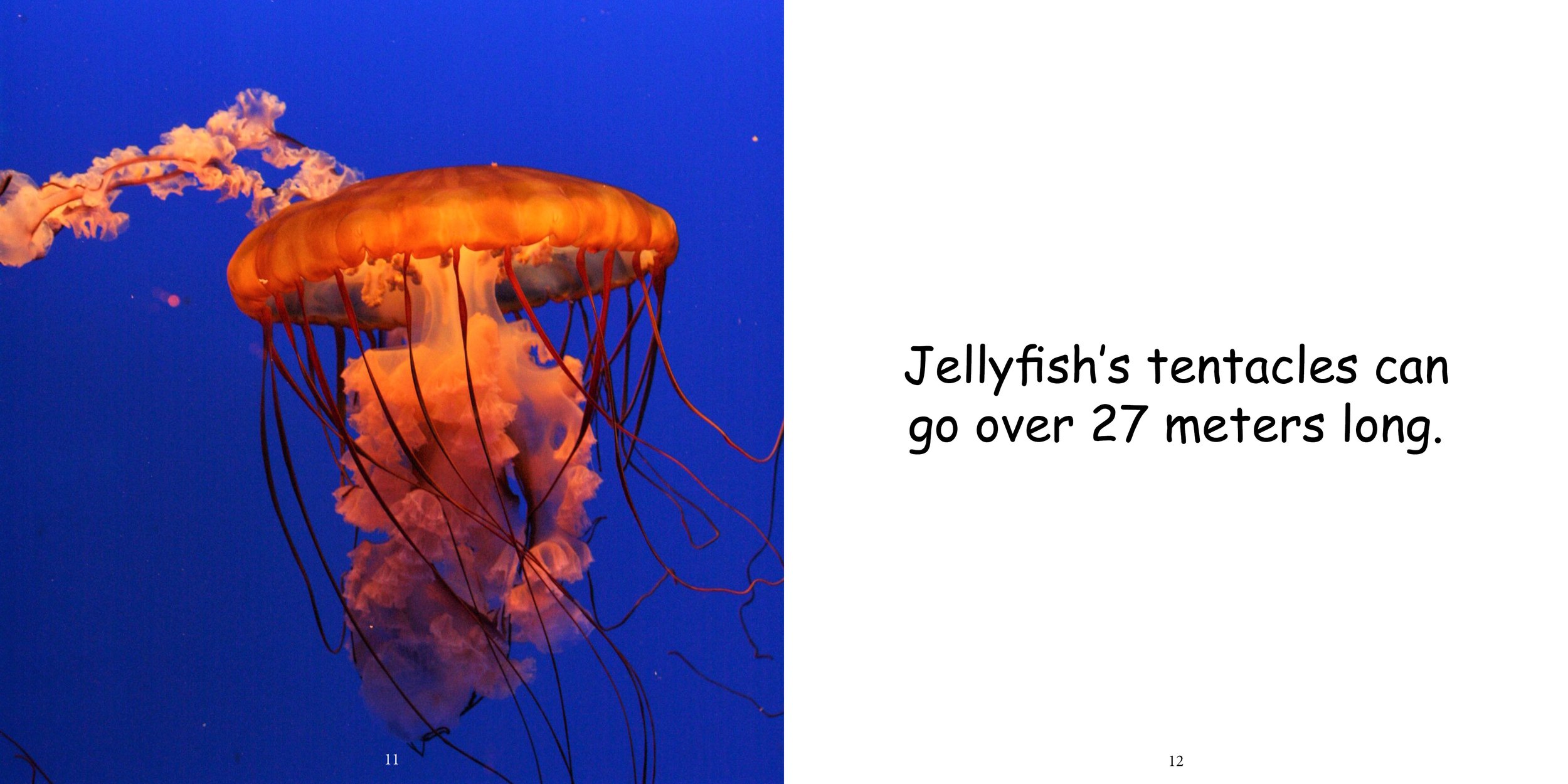 Everything about Jellyfishes - Animal Series10.jpg