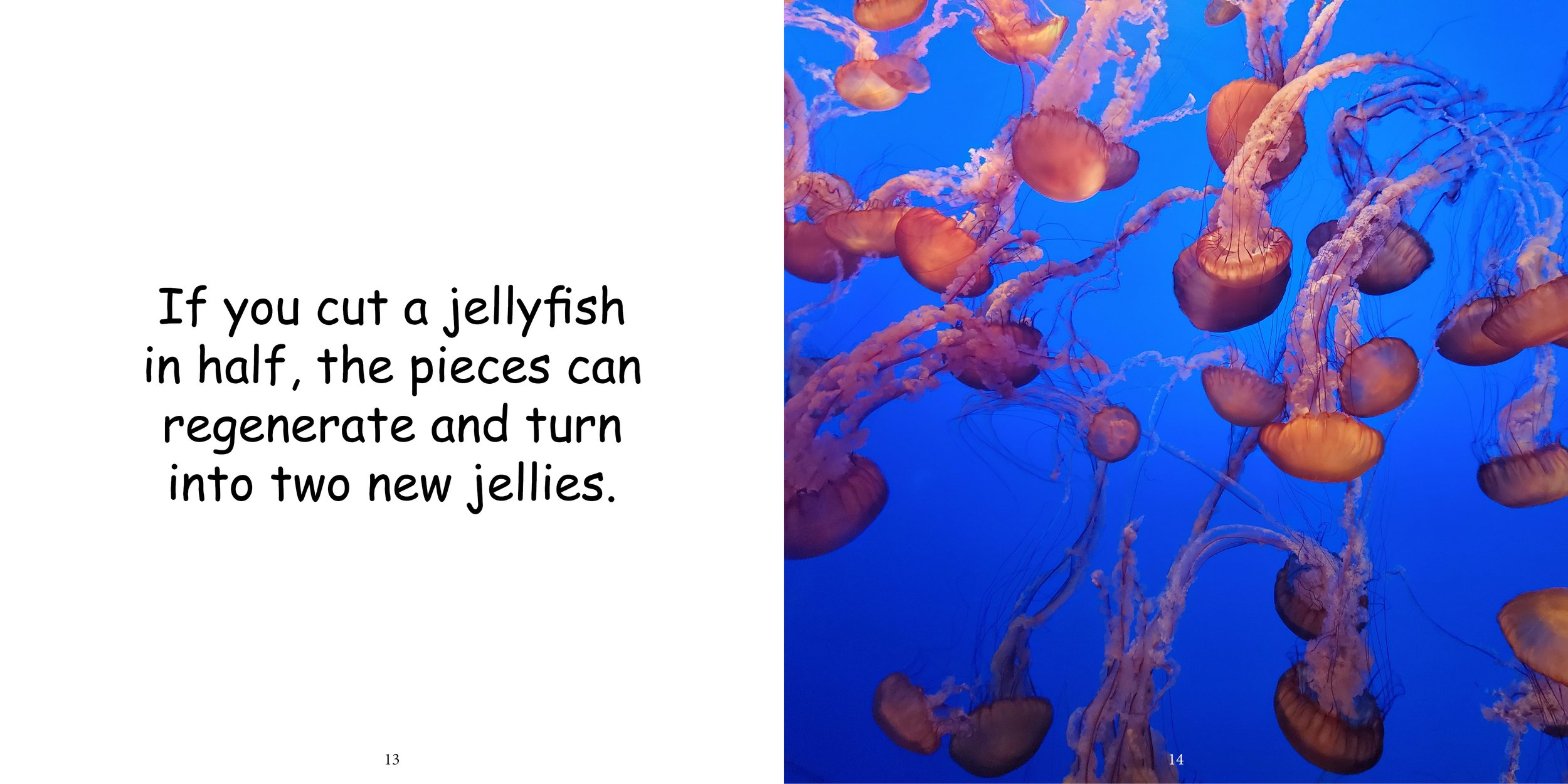 Everything about Jellyfishes - Animal Series11.jpg