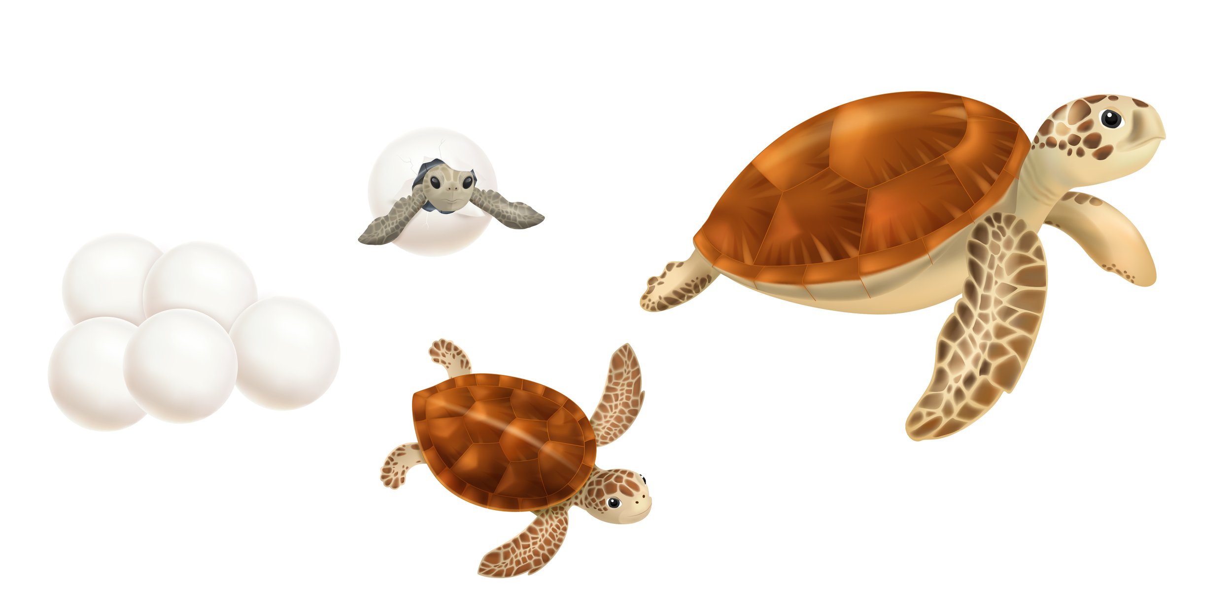 Everything about Sea Turtles - Animal Series5.jpg