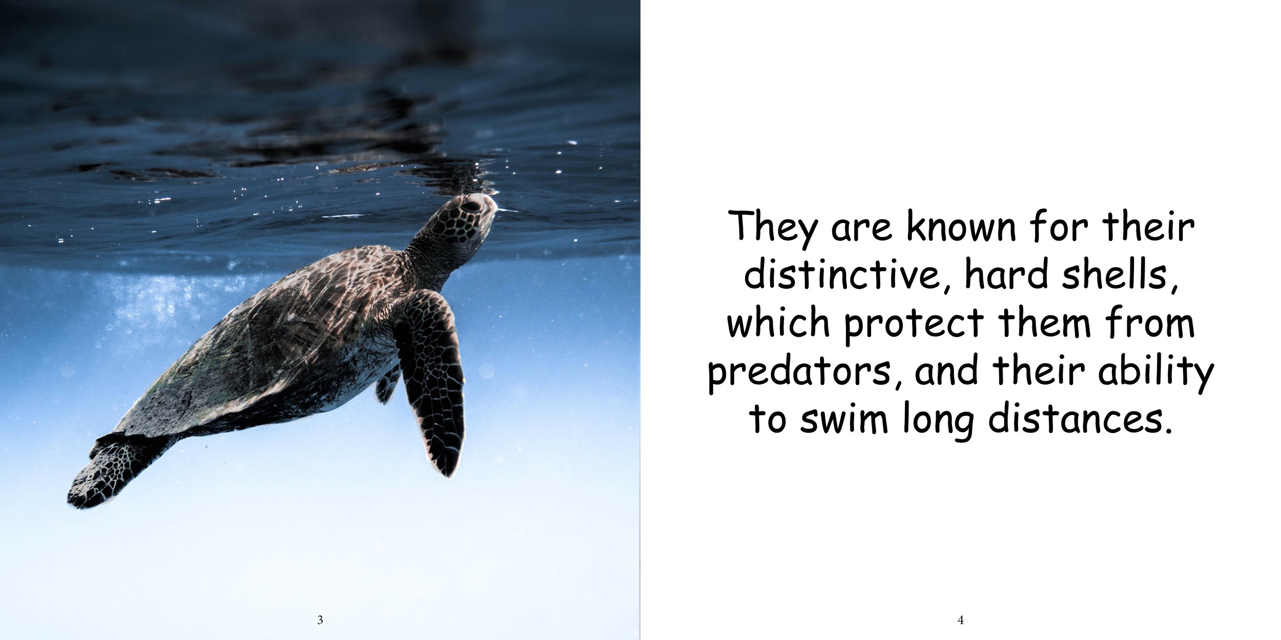 Everything about Sea Turtles - Animal Series7.jpg