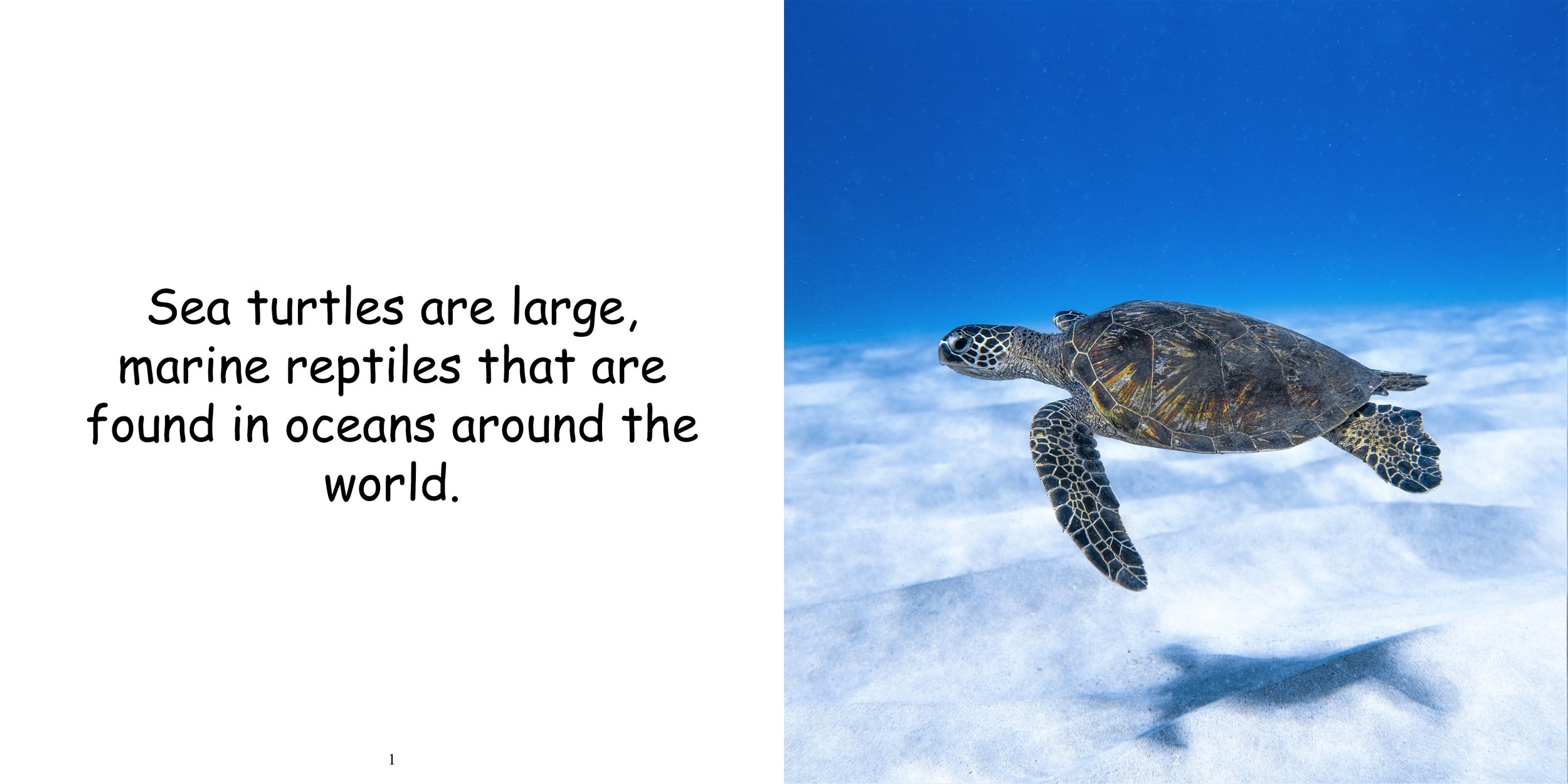 Everything about Sea Turtles - Animal Series6.jpg