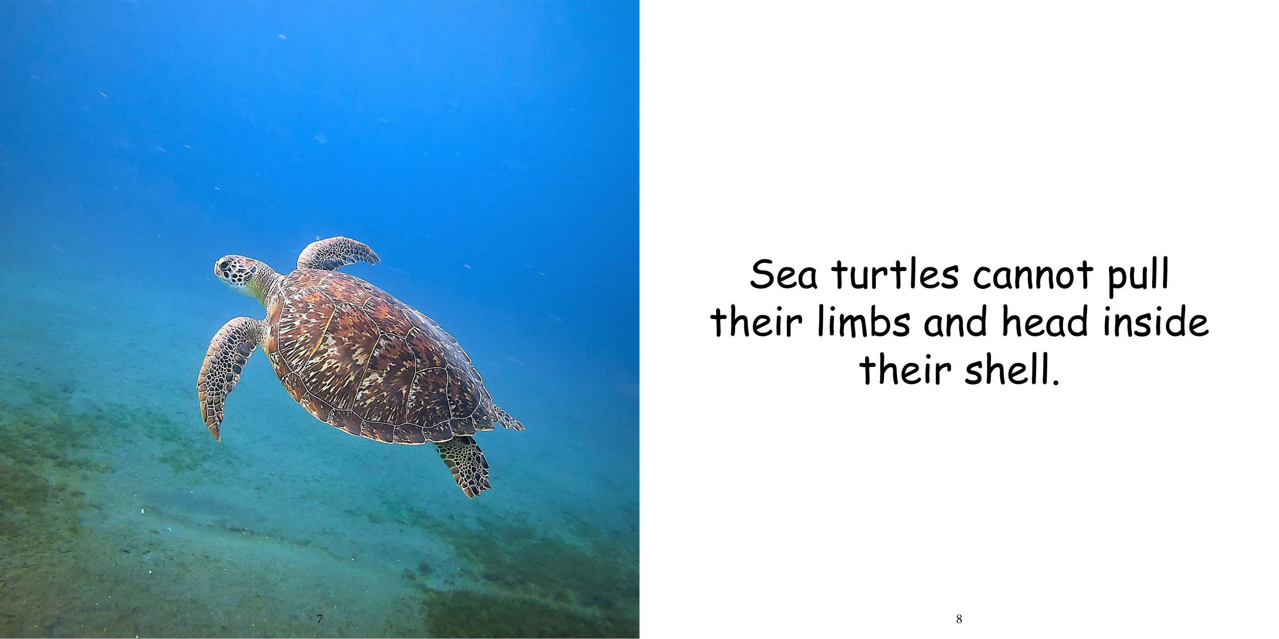 Everything about Sea Turtles - Animal Series9.jpg