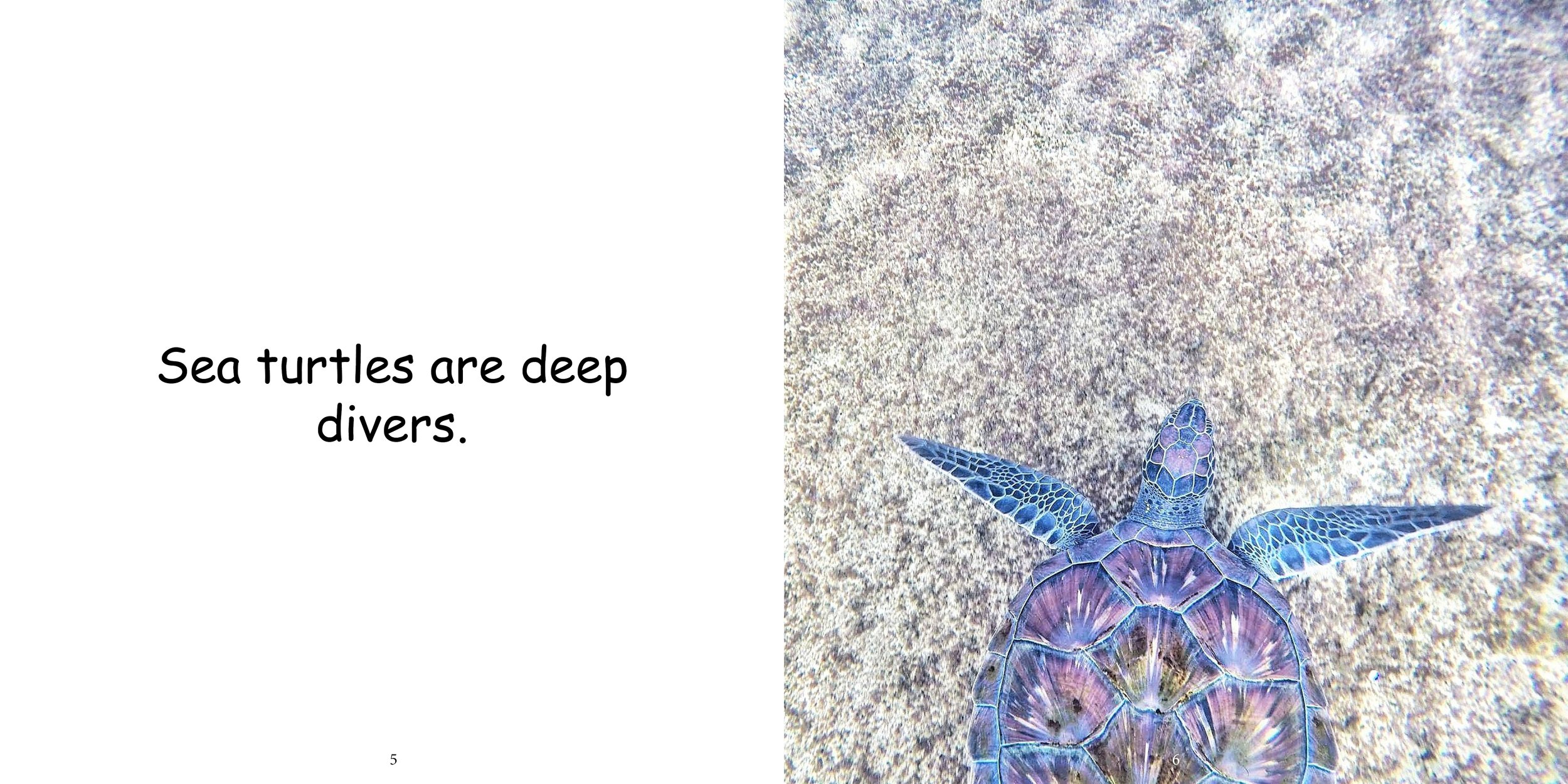 Everything about Sea Turtles - Animal Series8.jpg
