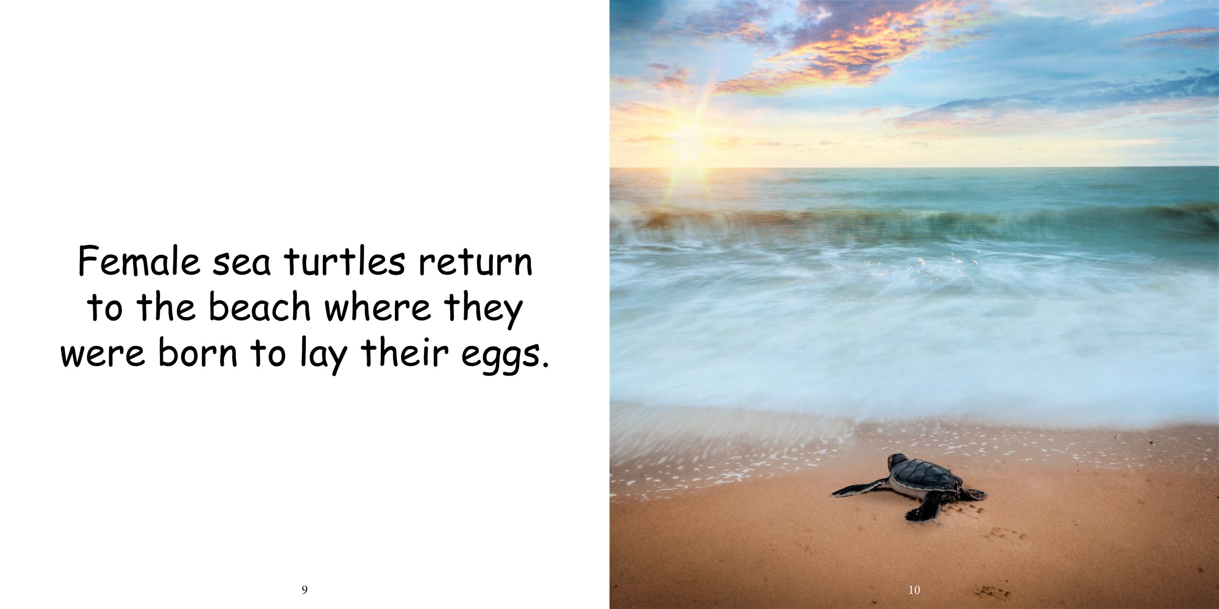 Everything about Sea Turtles - Animal Series10.jpg