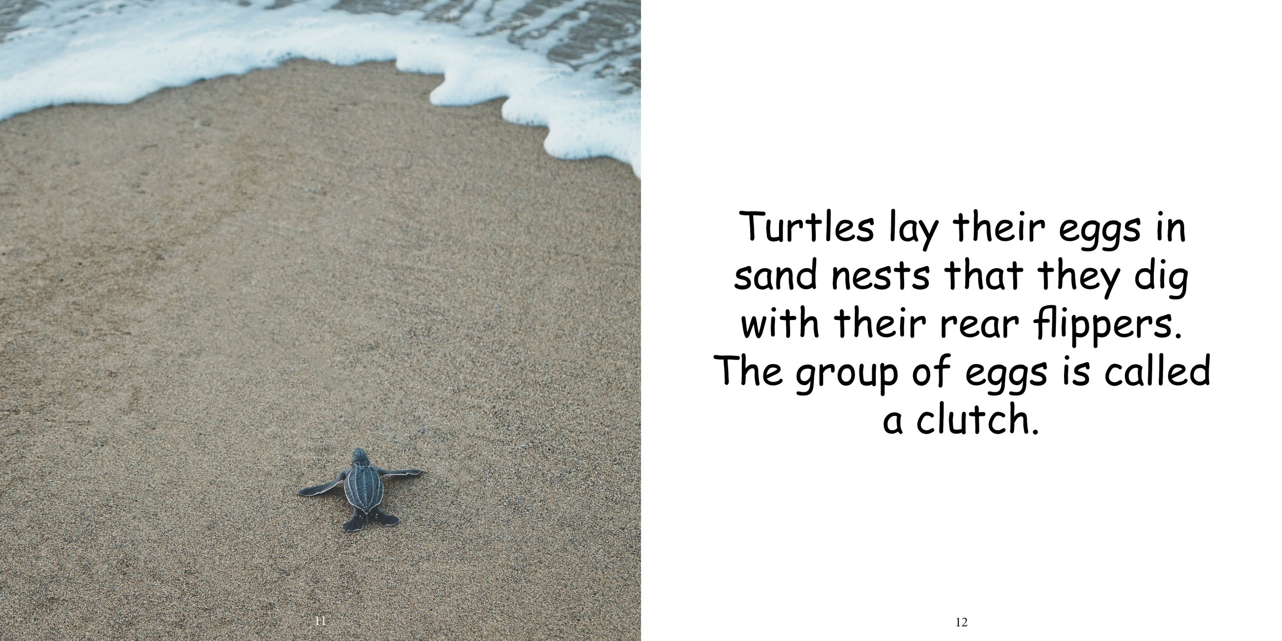 Everything about Sea Turtles - Animal Series11.jpg
