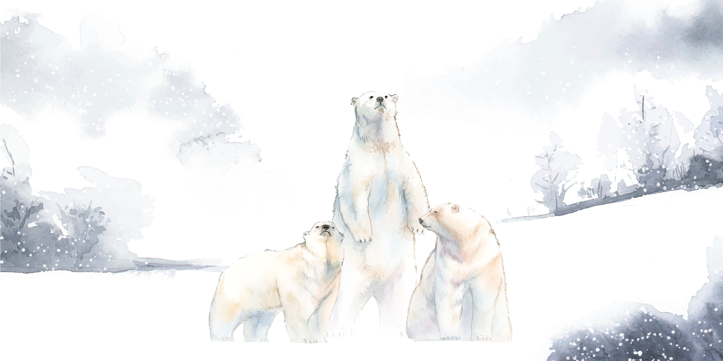Everything about Polar Bears - Animal Series5.jpg