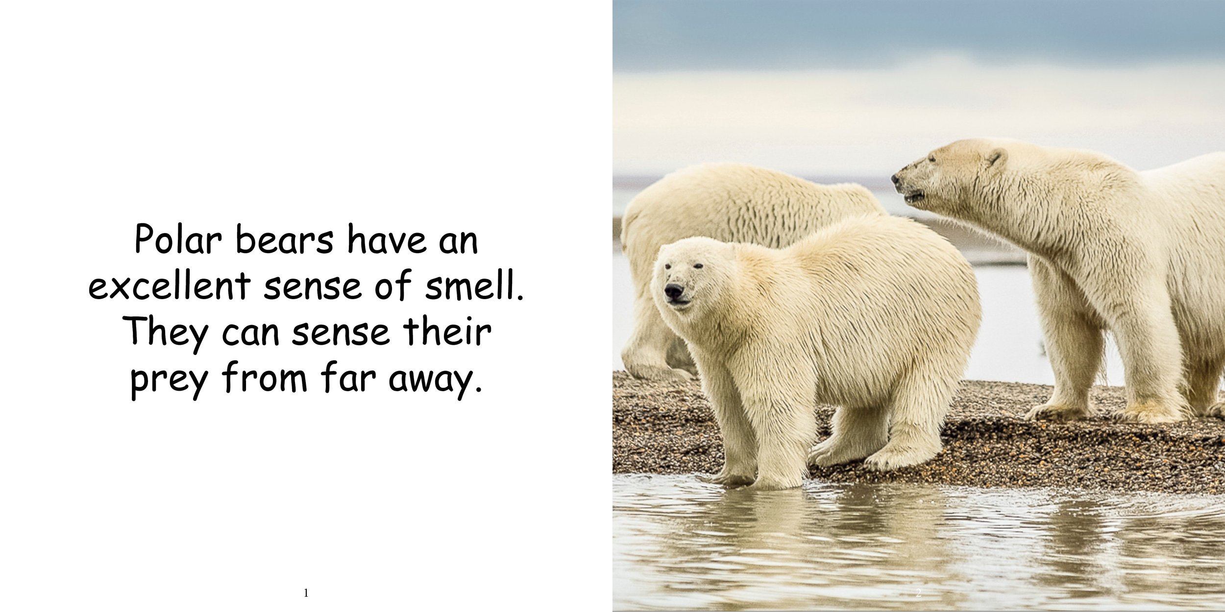 Everything about Polar Bears - Animal Series6.jpg