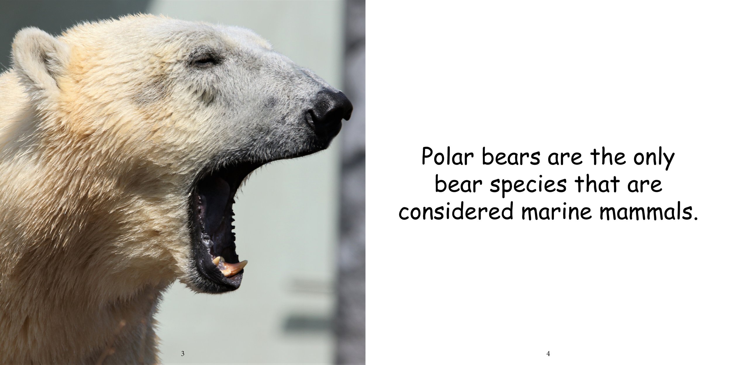 Everything about Polar Bears - Animal Series7.jpg