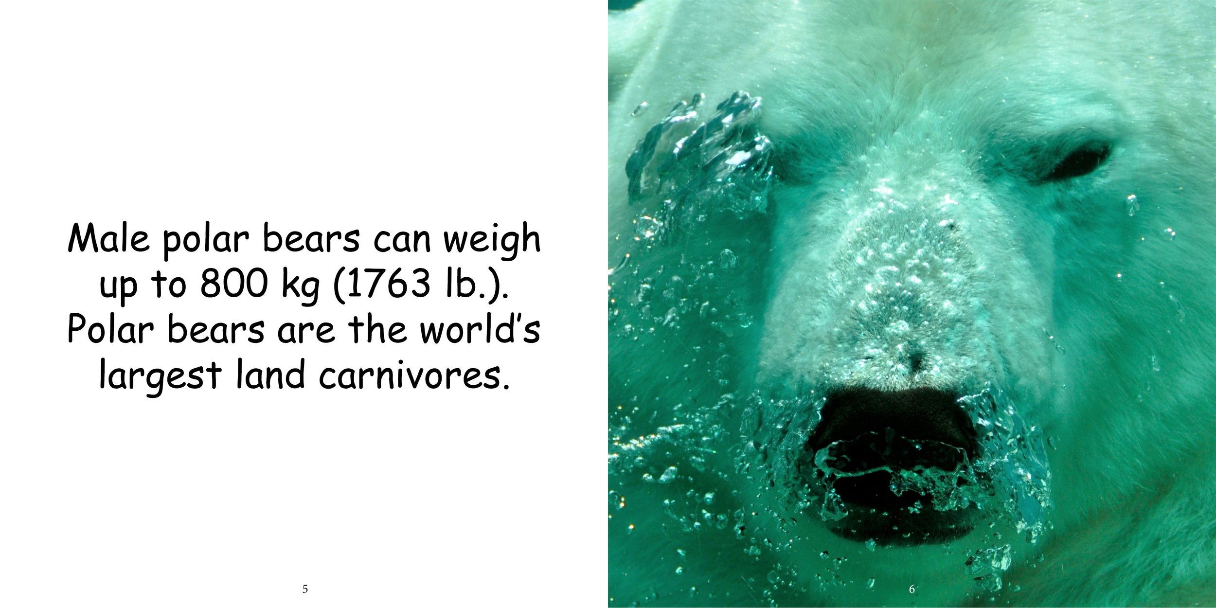 Everything about Polar Bears - Animal Series8.jpg