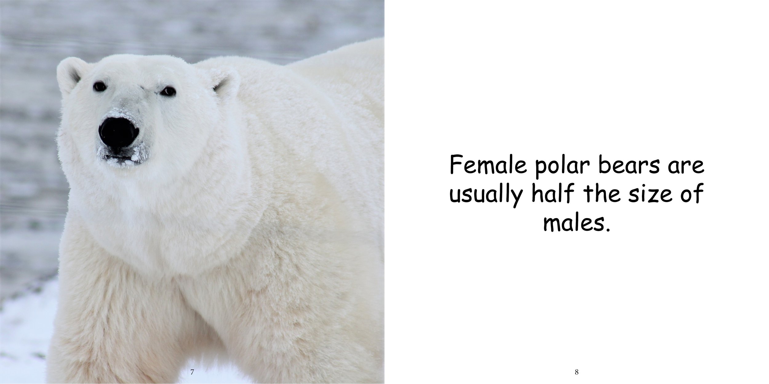 Everything about Polar Bears - Animal Series9.jpg