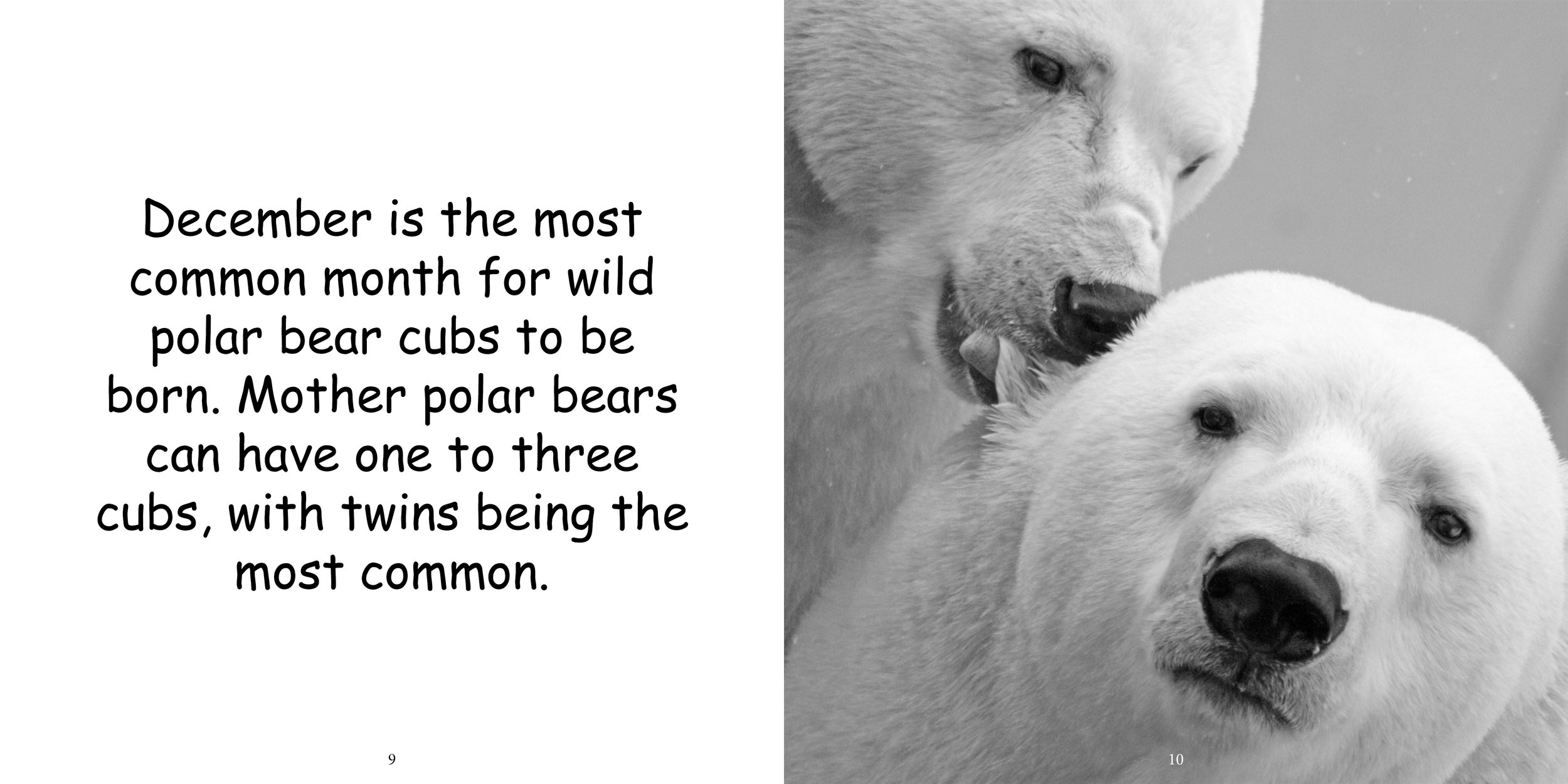 Everything about Polar Bears - Animal Series10.jpg