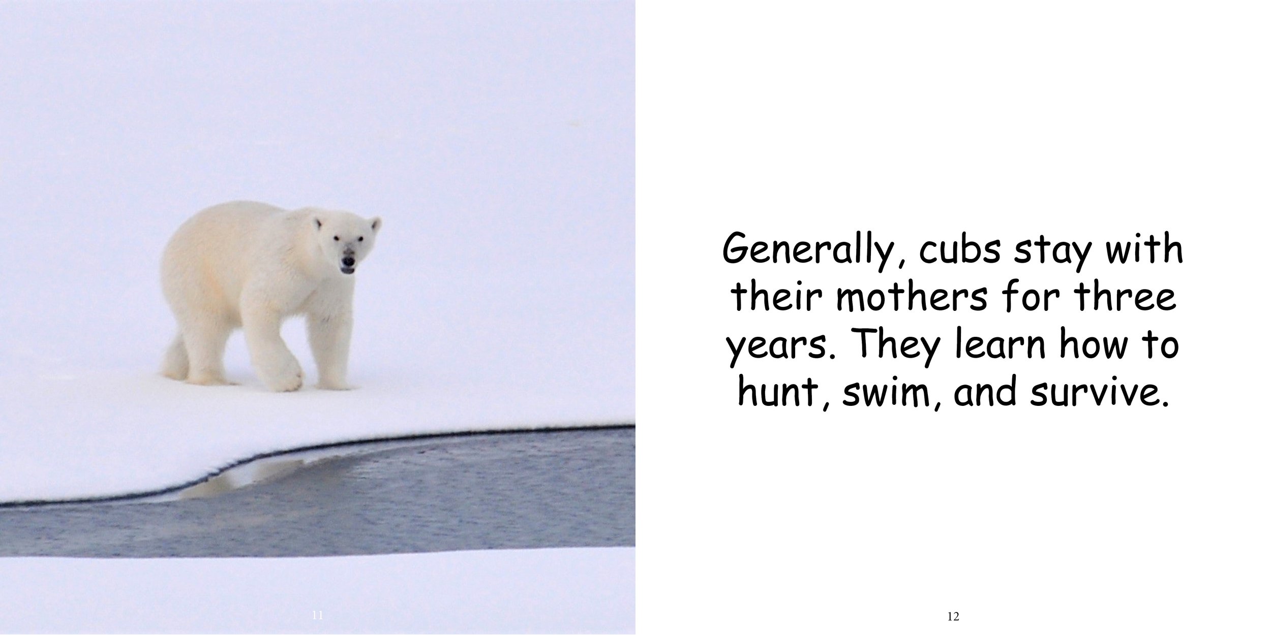 Everything about Polar Bears - Animal Series11.jpg