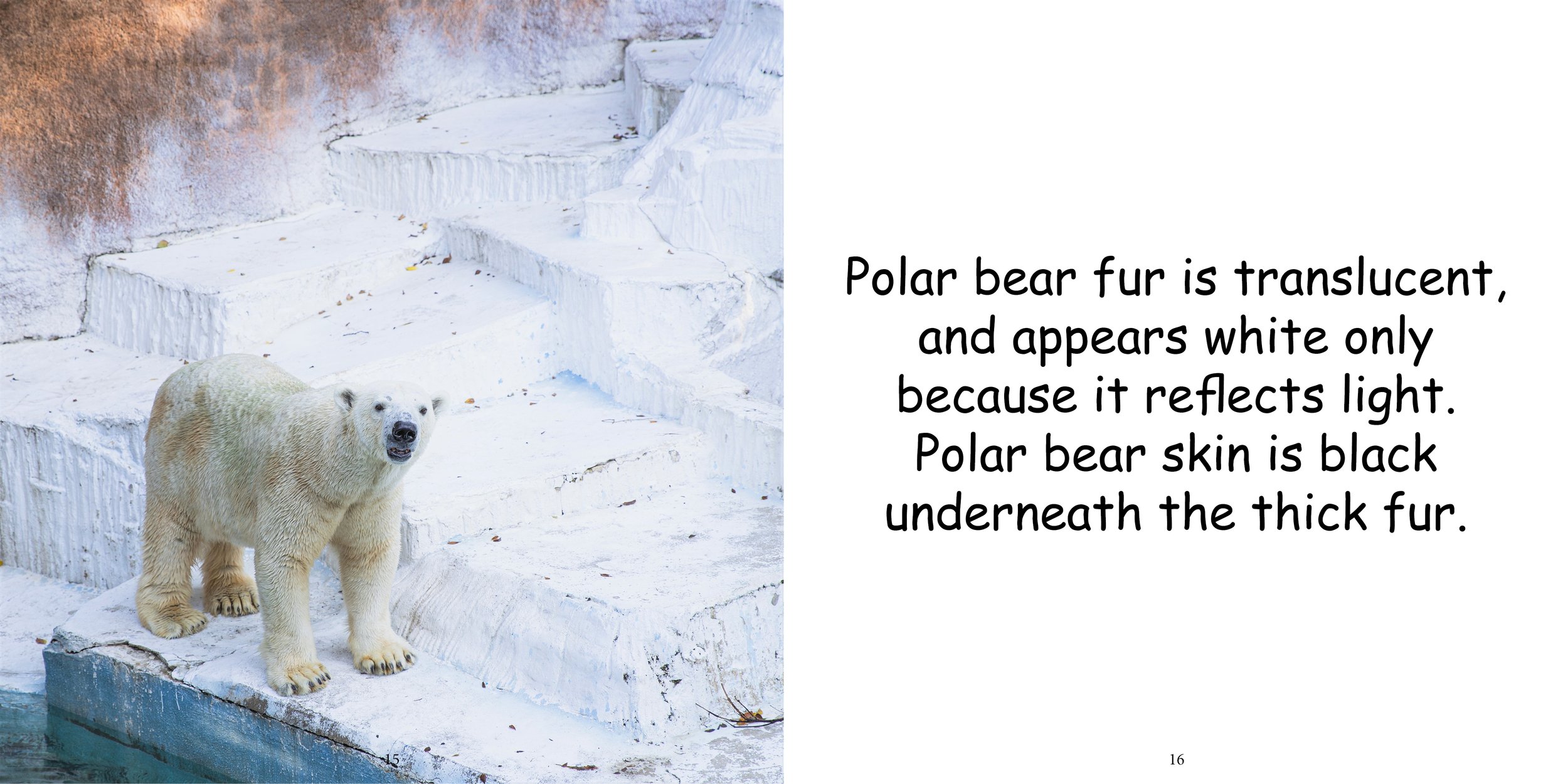 Everything about Polar Bears - Animal Series13.jpg