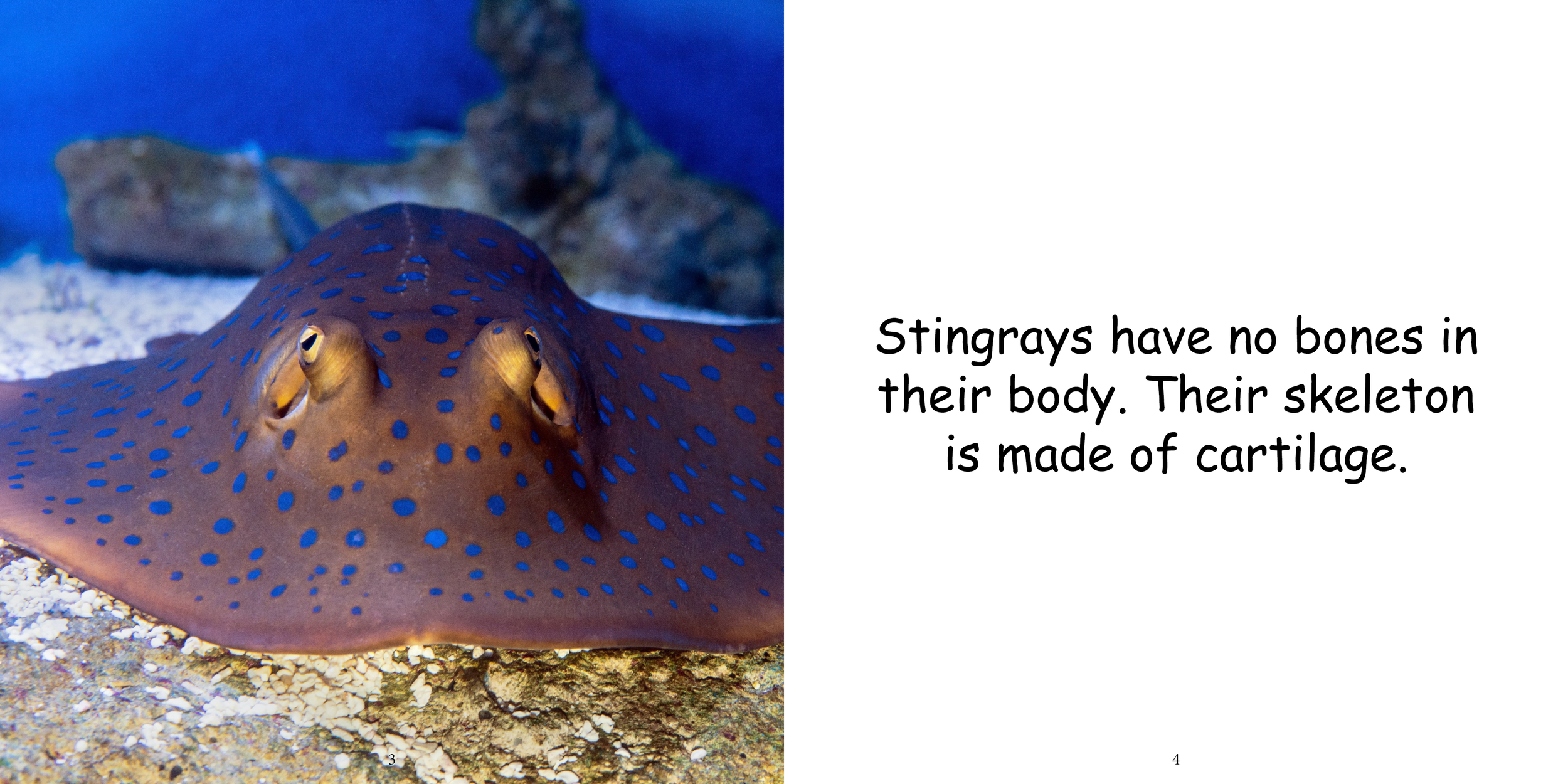 Everything about Stingrays - Animal Series6.png