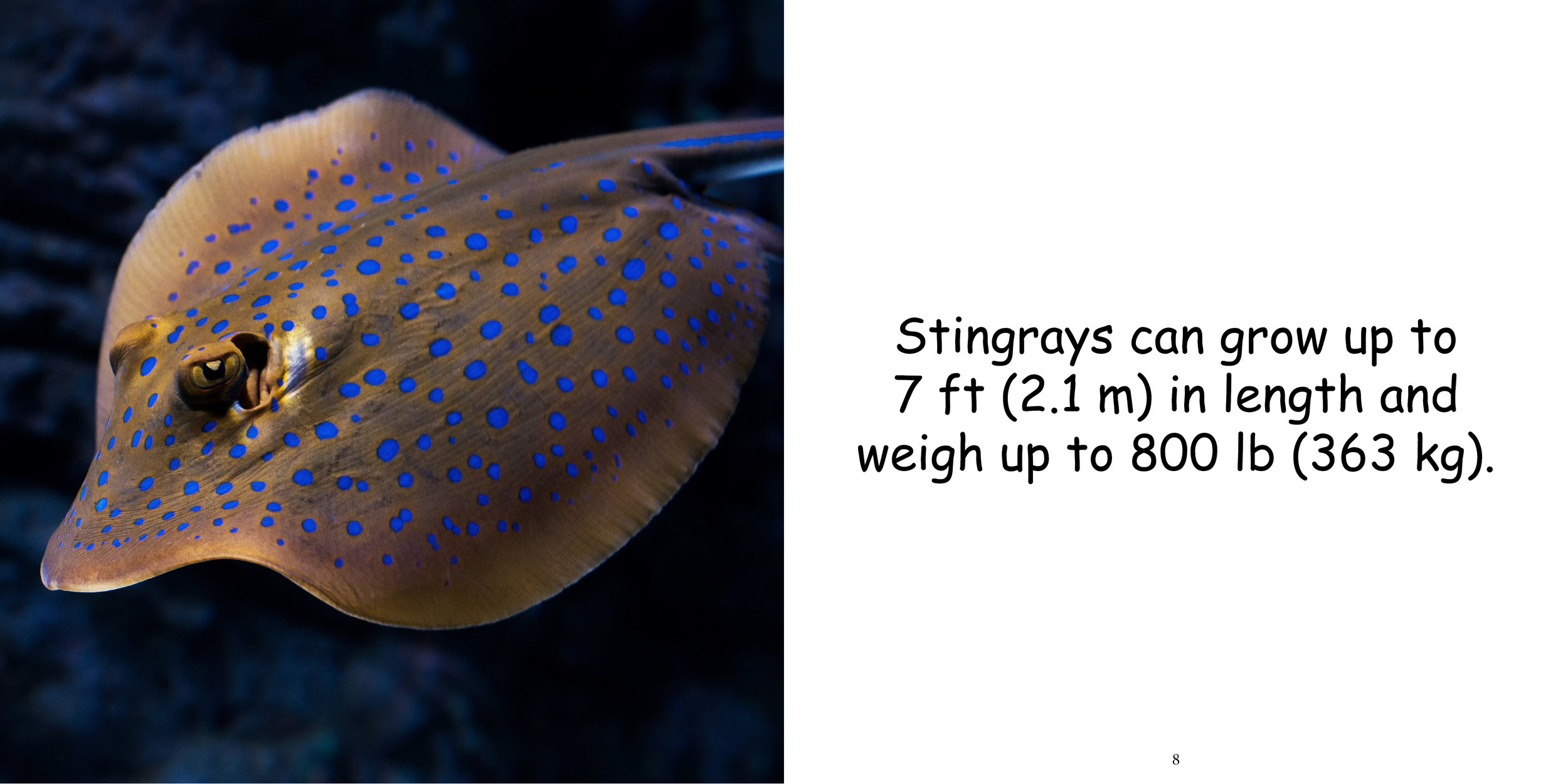 Everything about Stingrays - Animal Series8.png