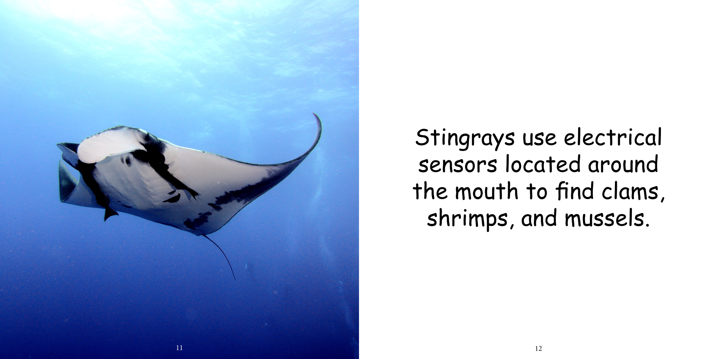 Everything about Stingrays - Animal Series10.png