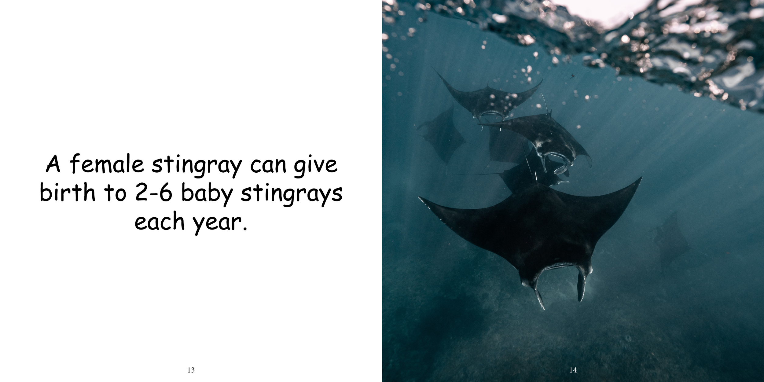 Everything about Stingrays - Animal Series11.png