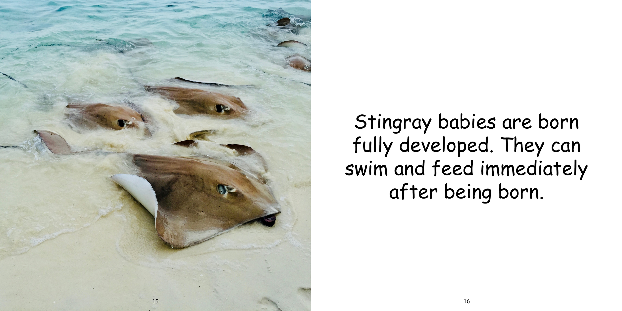 Everything about Stingrays - Animal Series12.png
