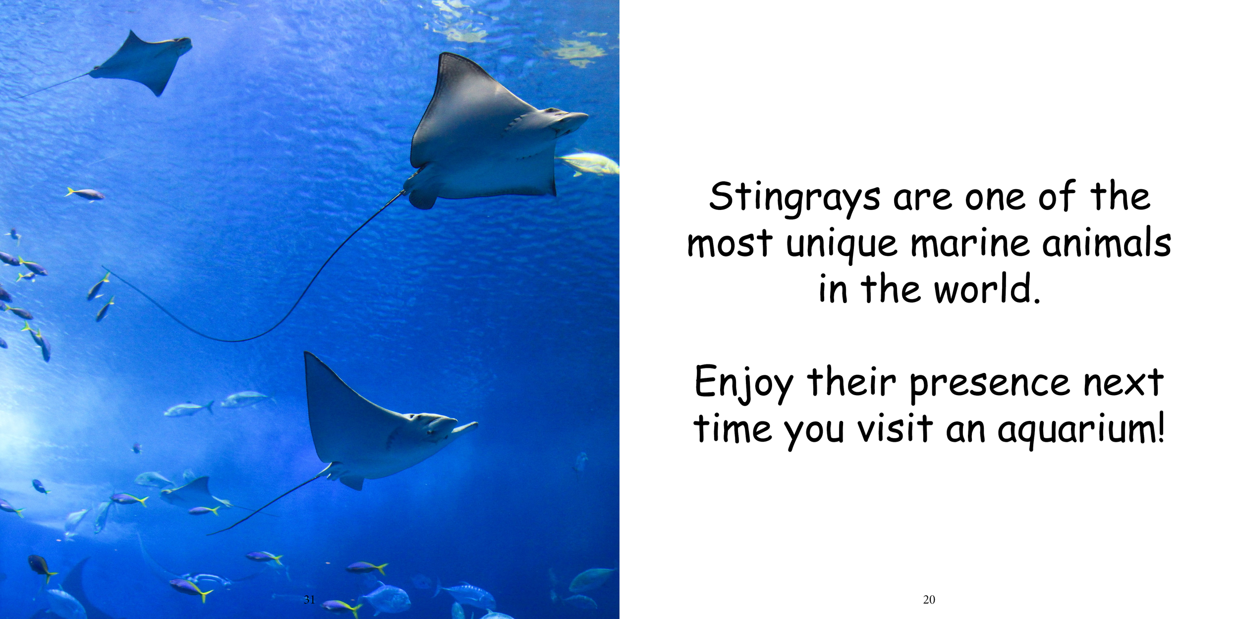 Everything about Stingrays - Animal Series14.png