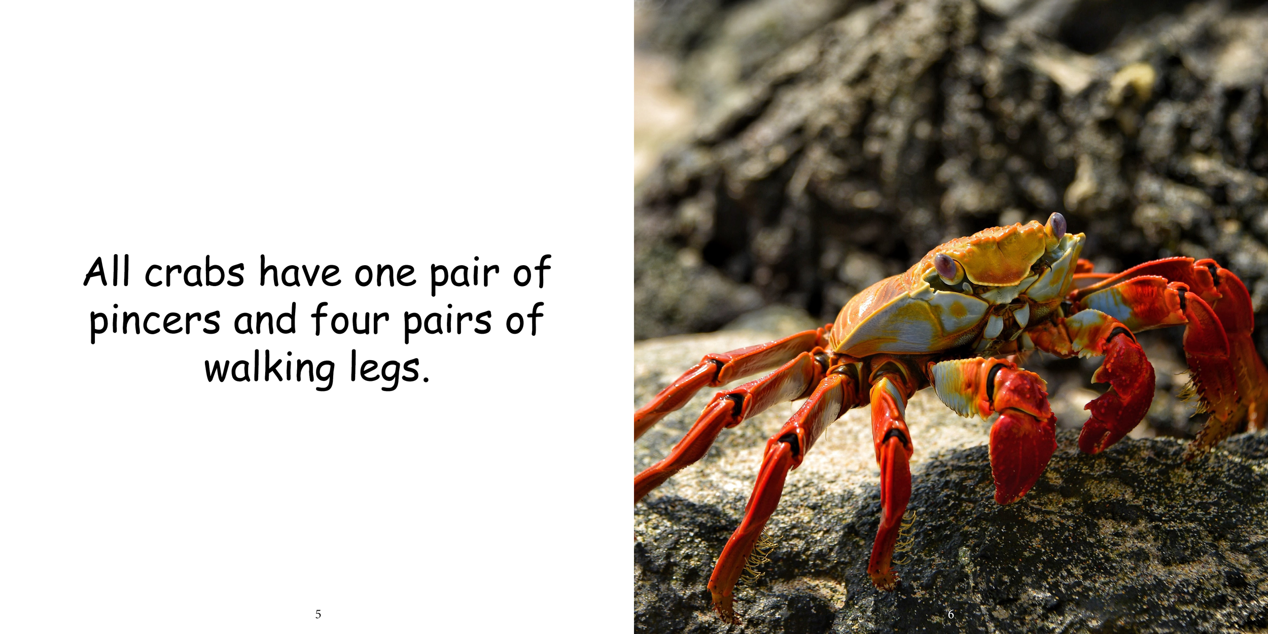 Everything about Crabs - Animal Series7.png