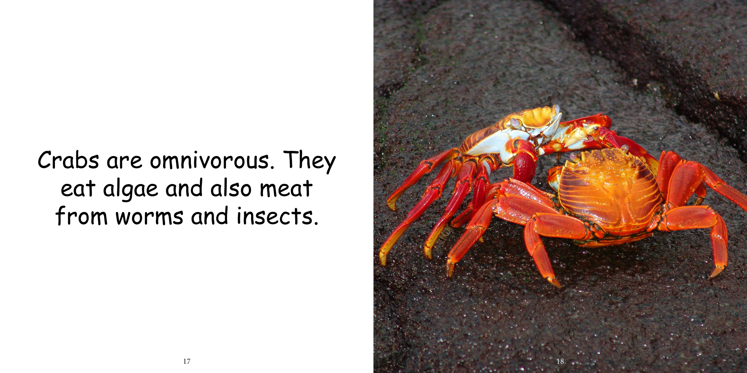 Everything about Crabs - Animal Series13.png