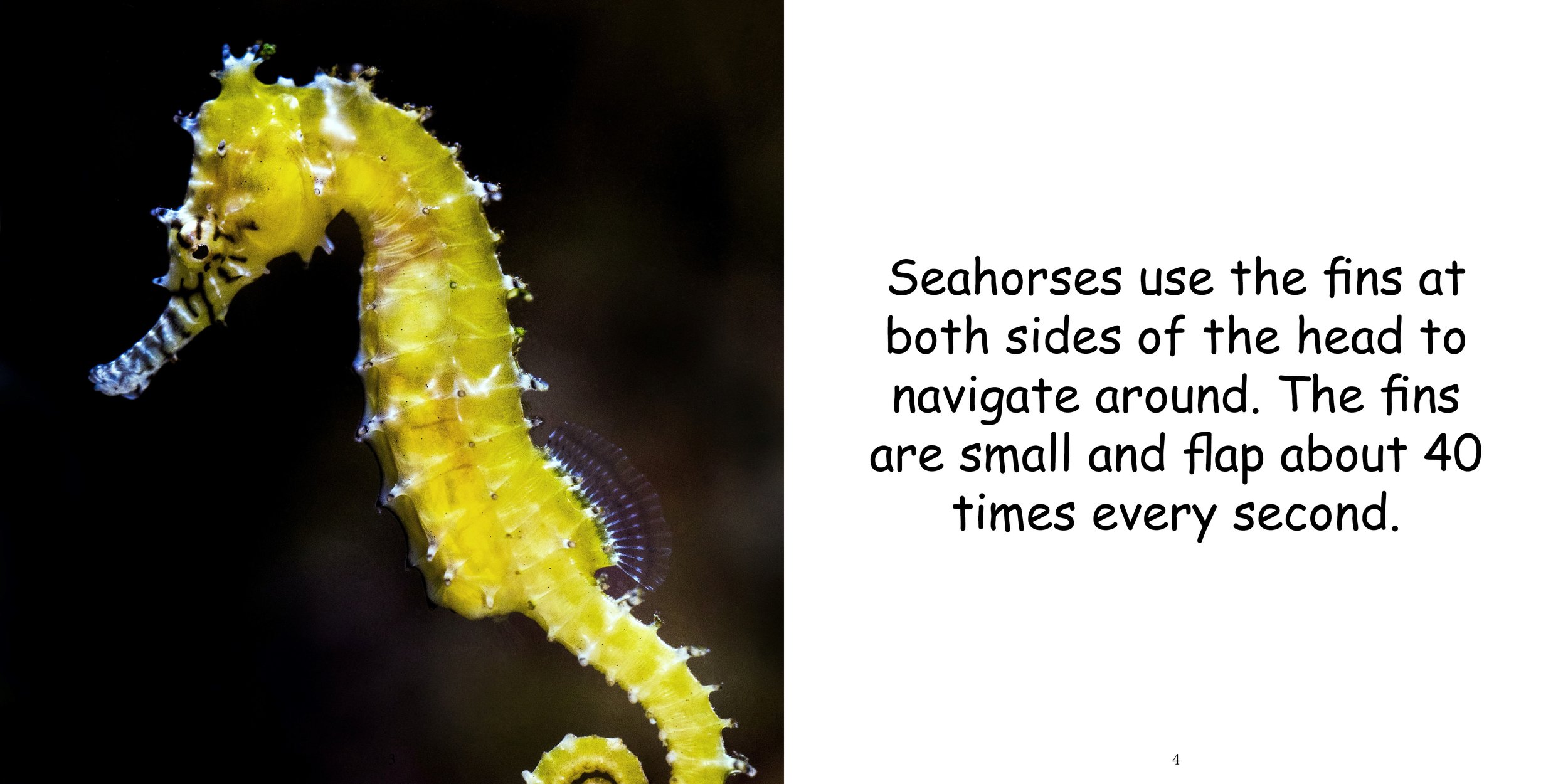 Everything about Seahorses - Animal Series6.jpg