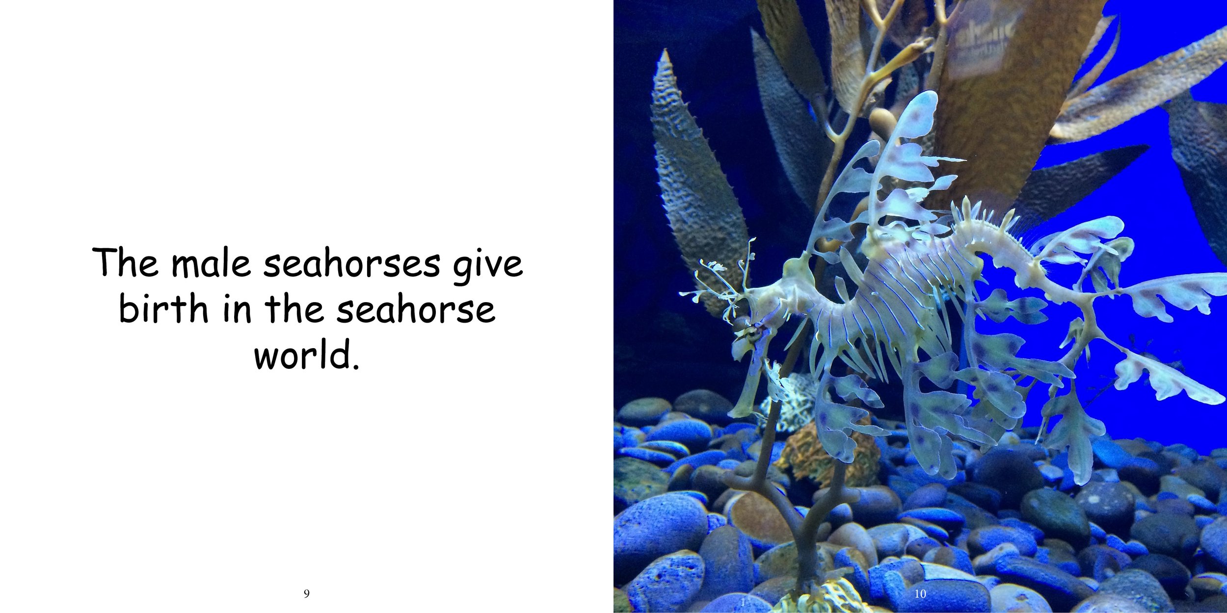 Everything about Seahorses - Animal Series9.jpg