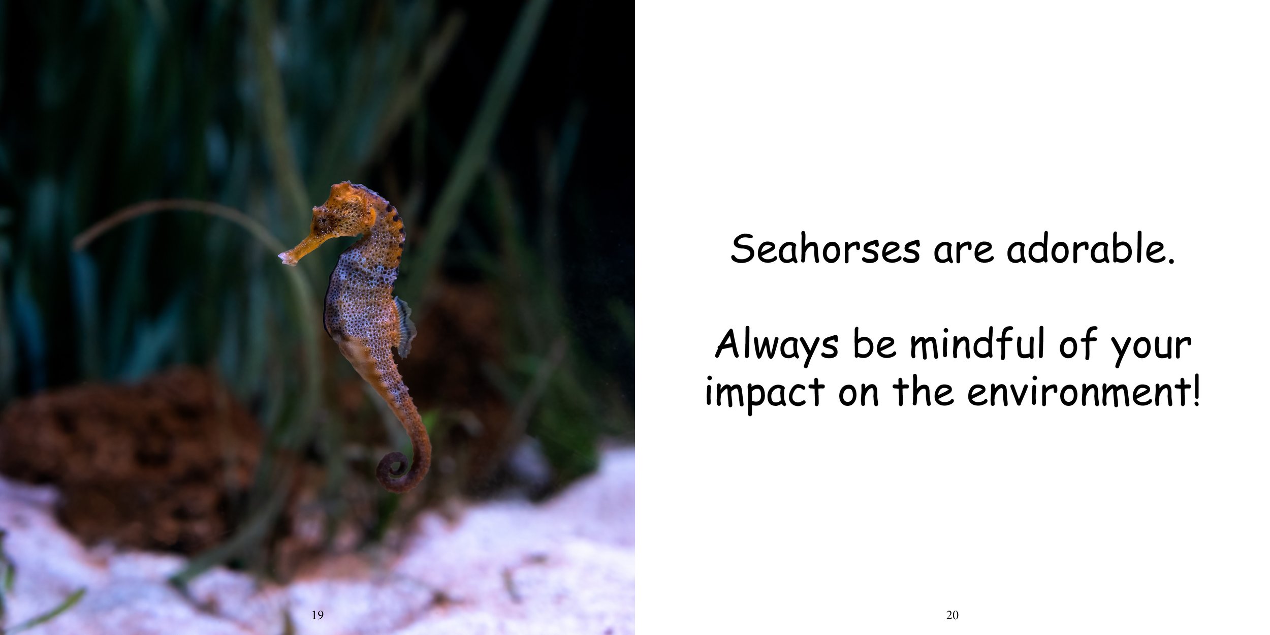 Everything about Seahorses - Animal Series14.jpg