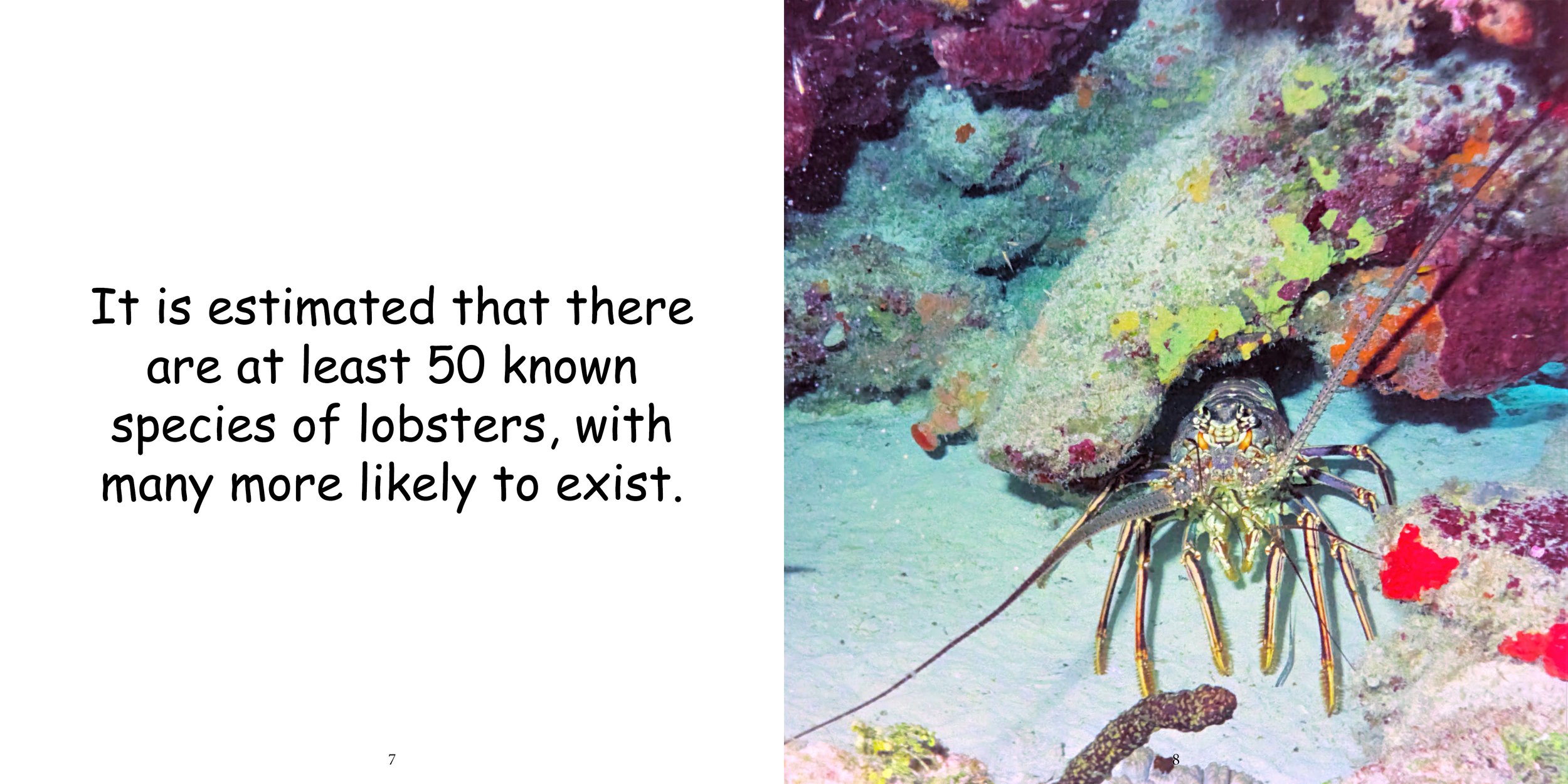 Everything about Lobsters - Animal Series6.jpg