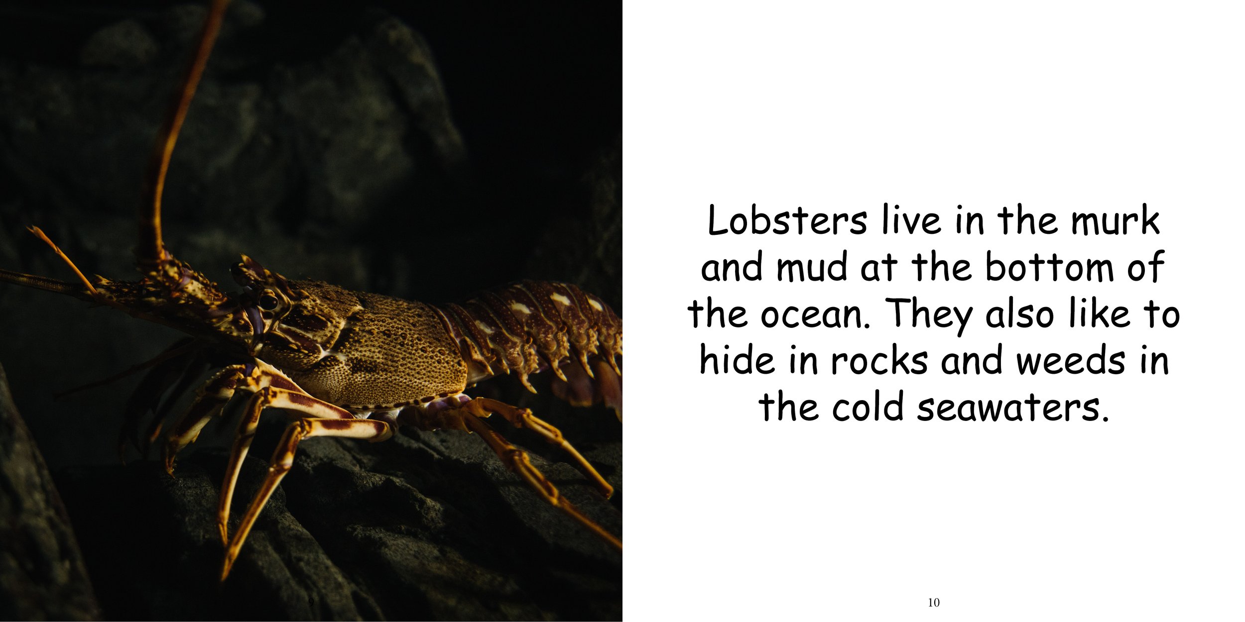 Everything about Lobsters - Animal Series7.jpg