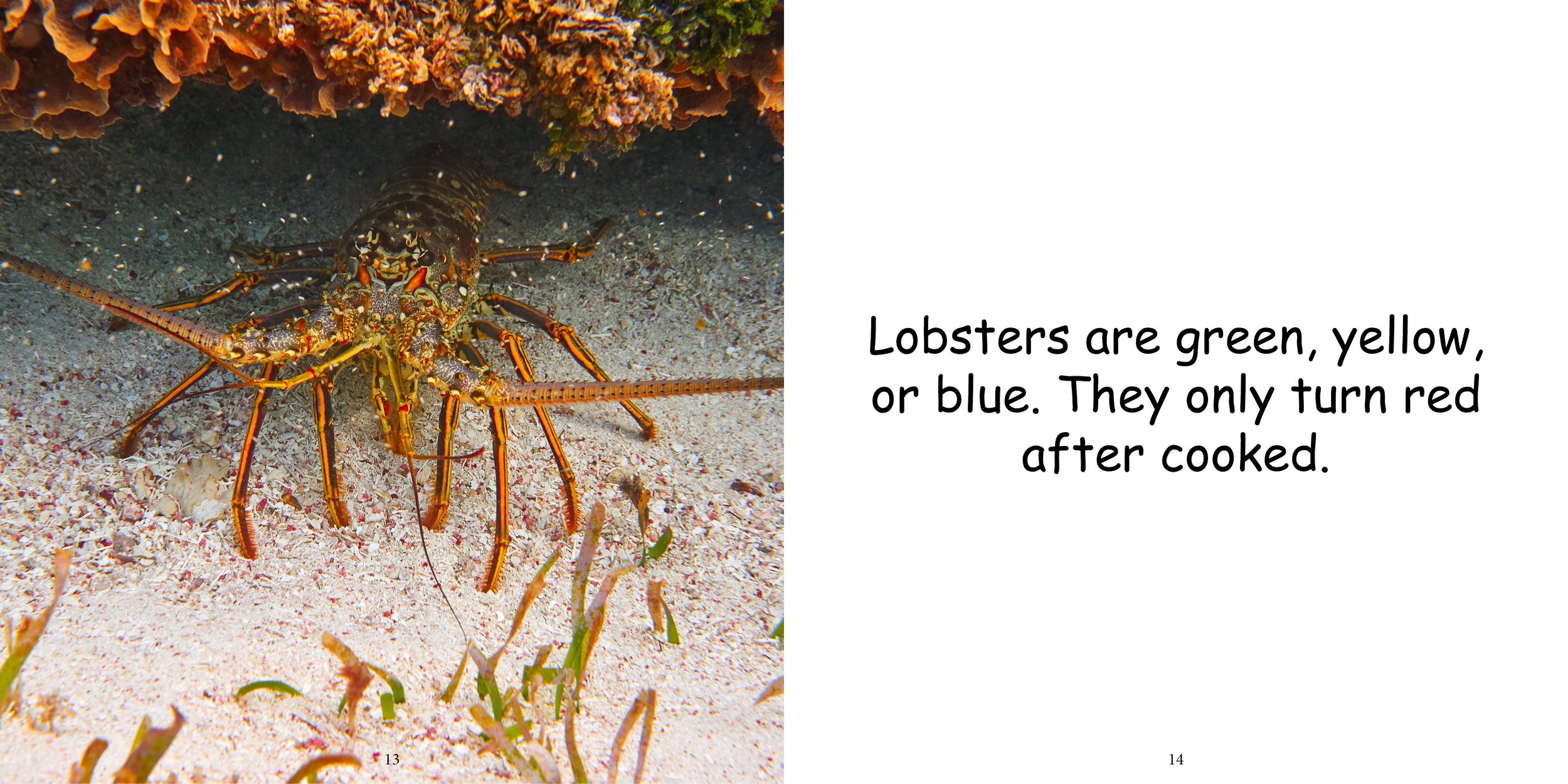Everything about Lobsters - Animal Series9.jpg