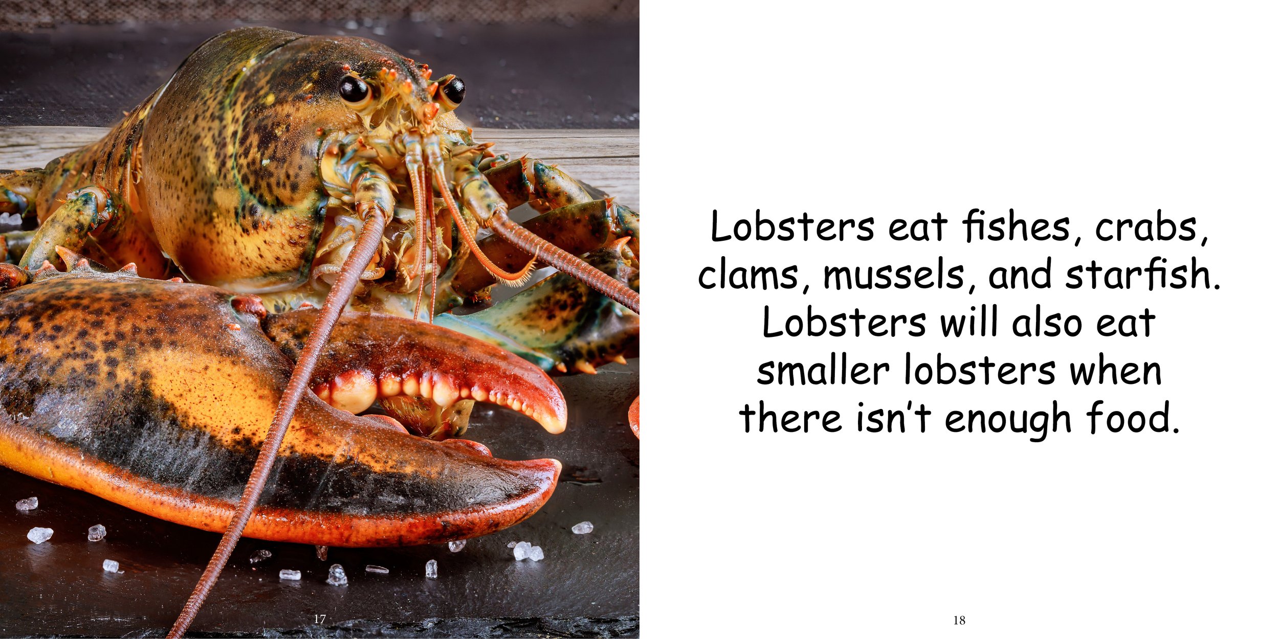 Everything about Lobsters - Animal Series11.jpg