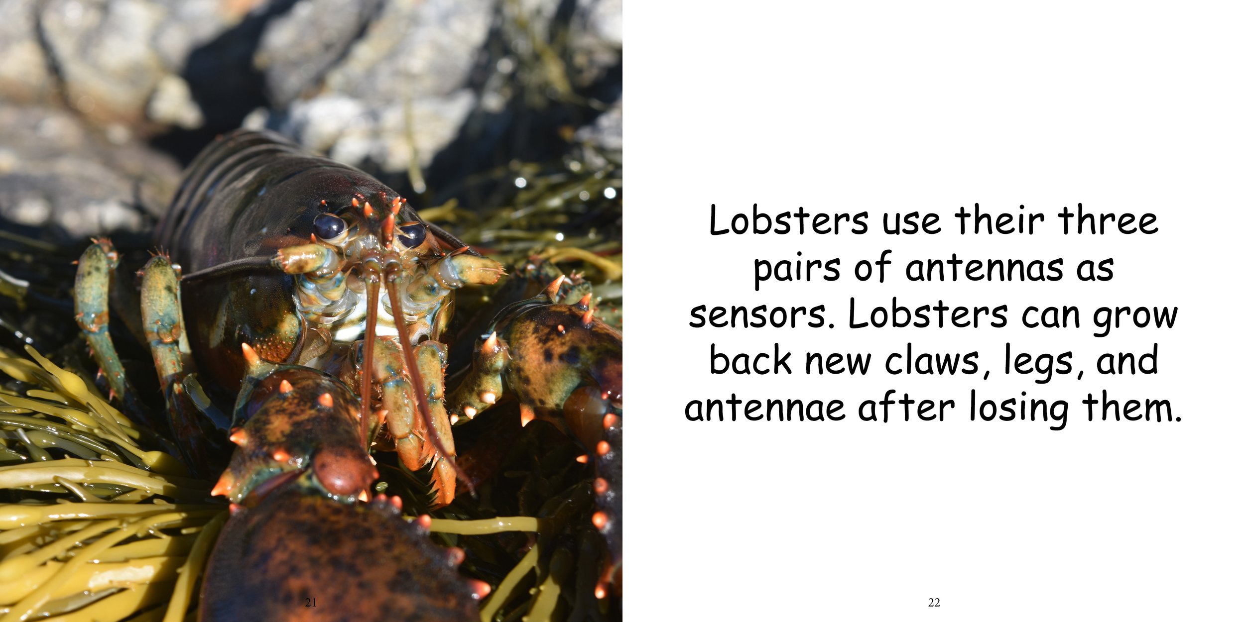 Everything about Lobsters - Animal Series13.jpg