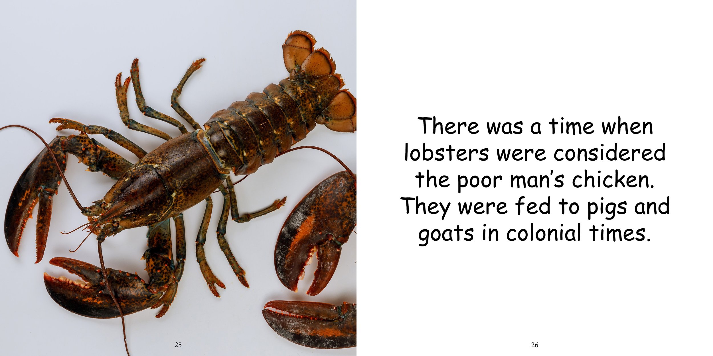 Everything about Lobsters - Animal Series15.jpg