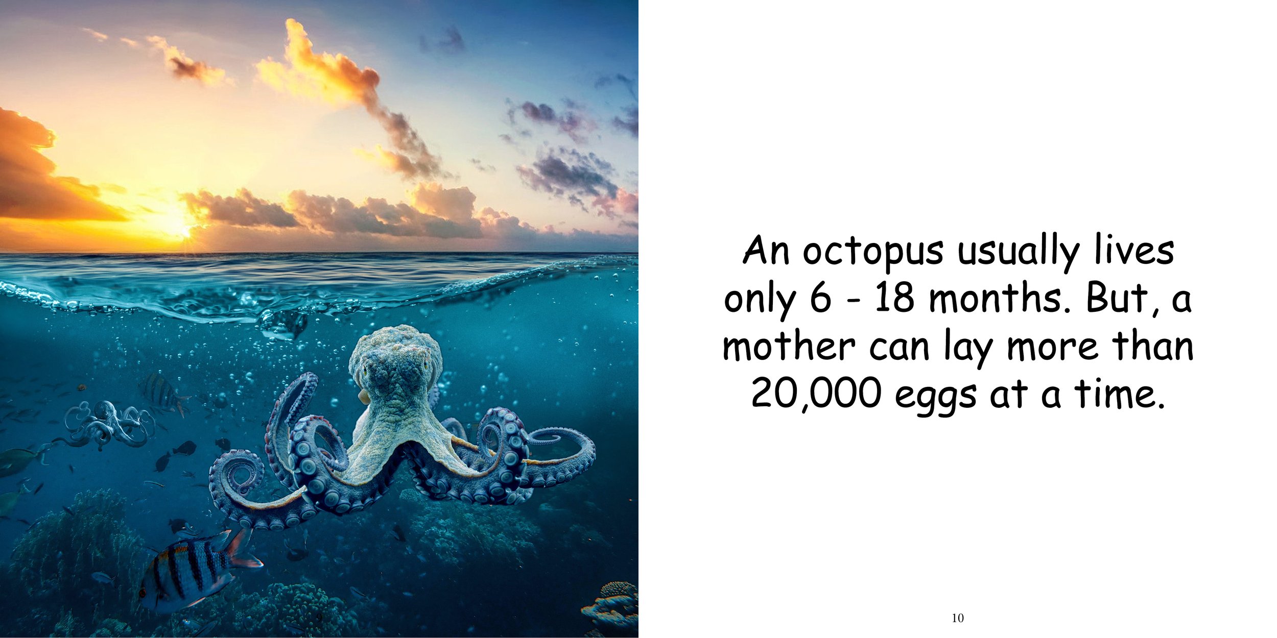 Everything about Octopuses - Animal Series6.jpg